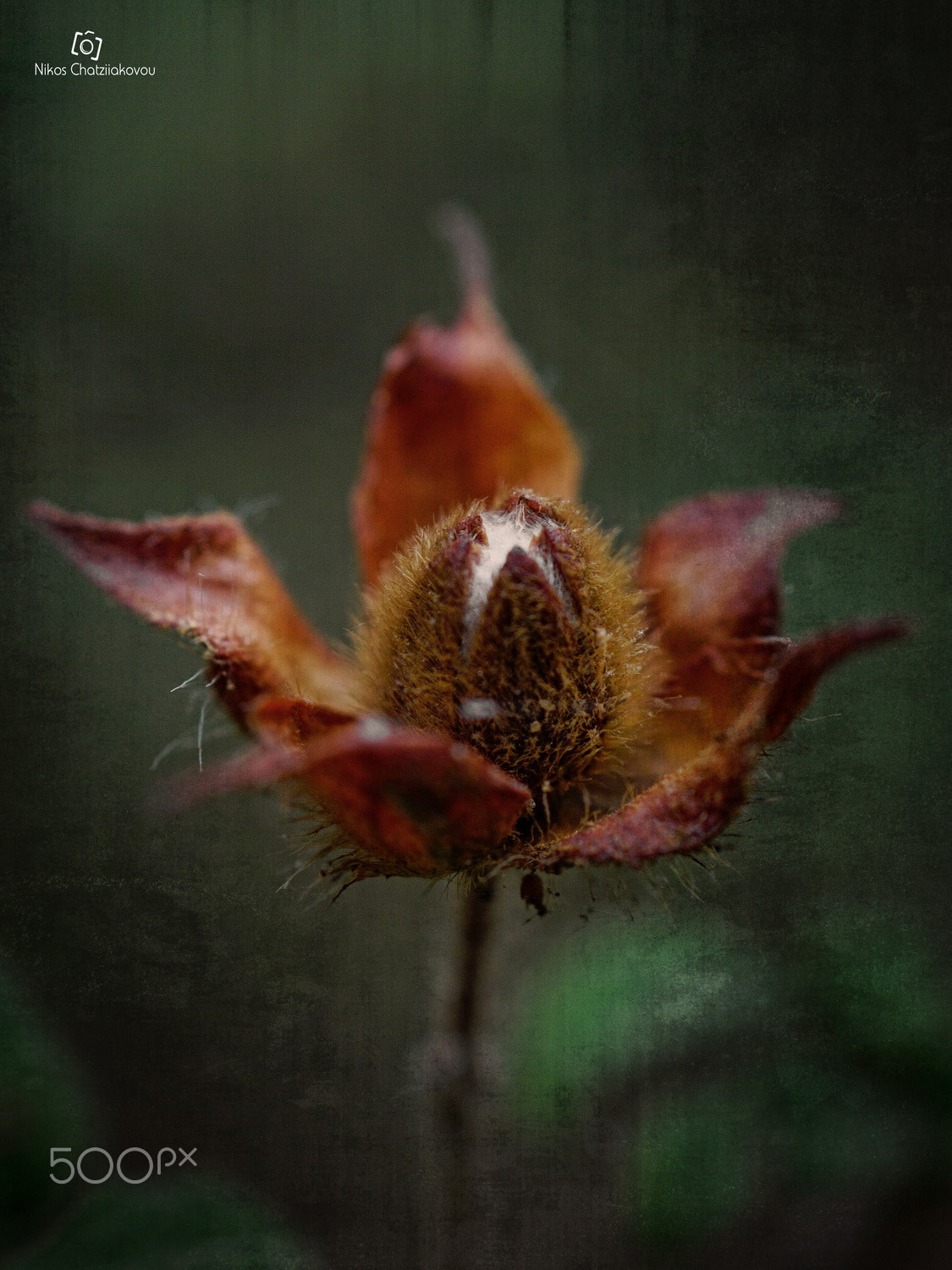 Sony FE 50mm F2.8 Macro sample photo. Rebirth photography