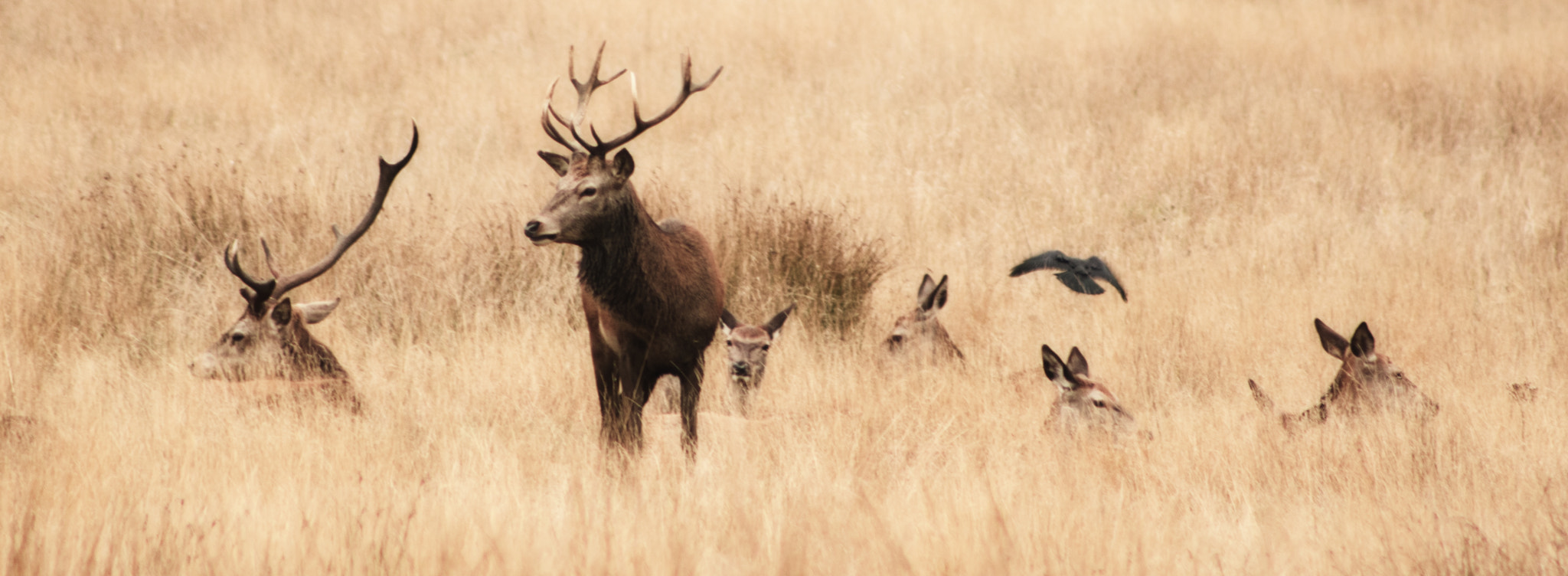 Canon EOS 7D Mark II + EF75-300mm f/4-5.6 sample photo. Deer looking for a mate photography