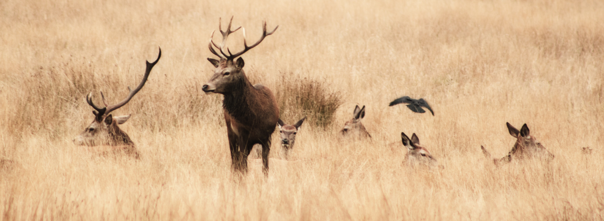 EF75-300mm f/4-5.6 sample photo. Deer looking for a mate photography