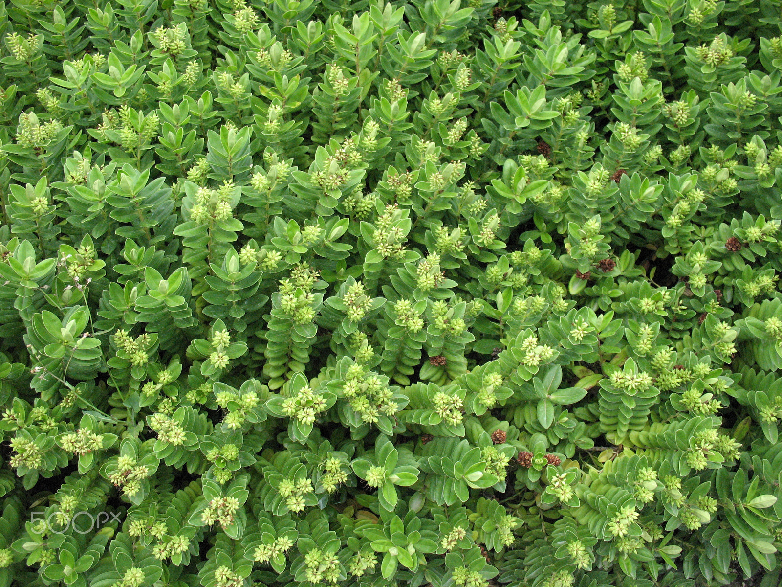 Canon POWERSHOT A630 sample photo. Green flowers photography