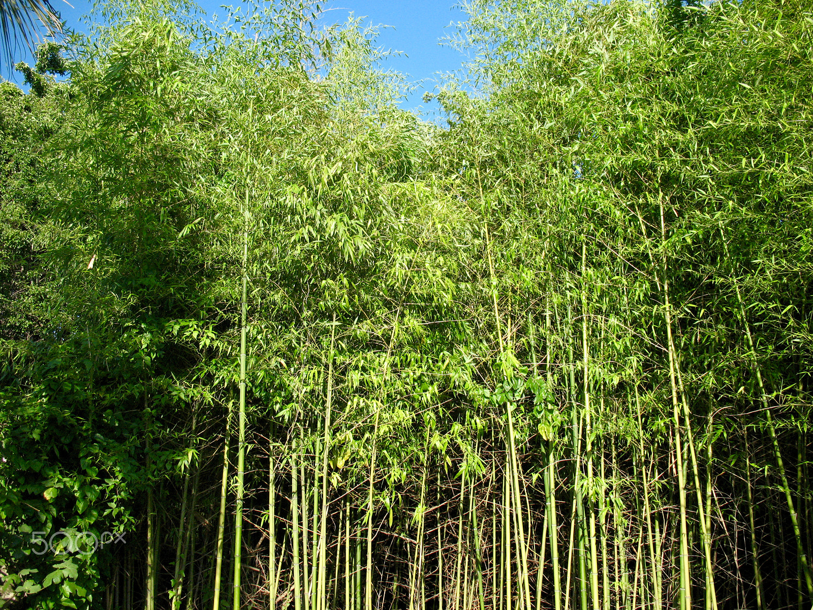 Canon POWERSHOT A630 sample photo. Bamboo photography