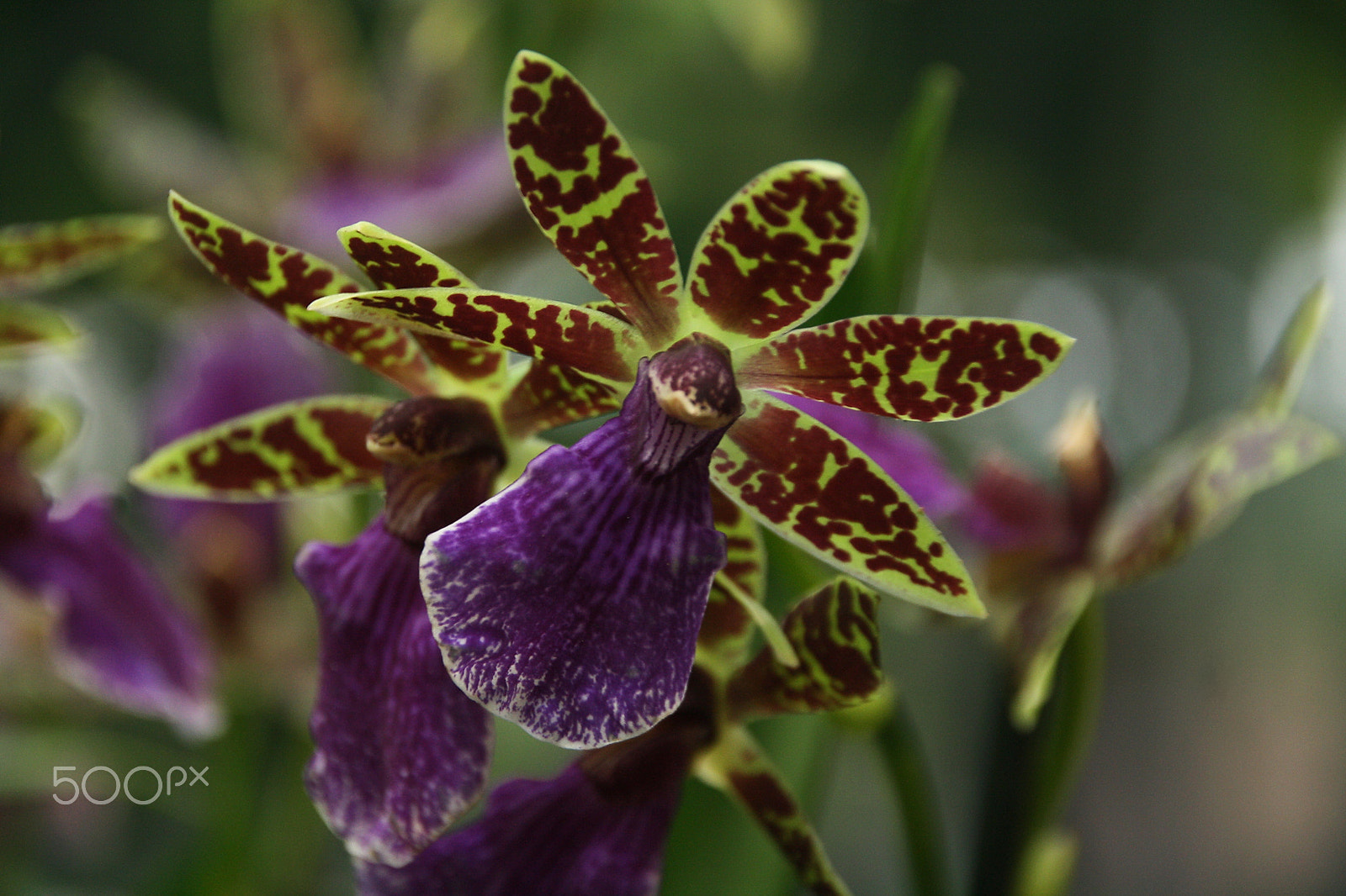 Canon EOS 1000D (EOS Digital Rebel XS / EOS Kiss F) sample photo. Zygopetalum photography