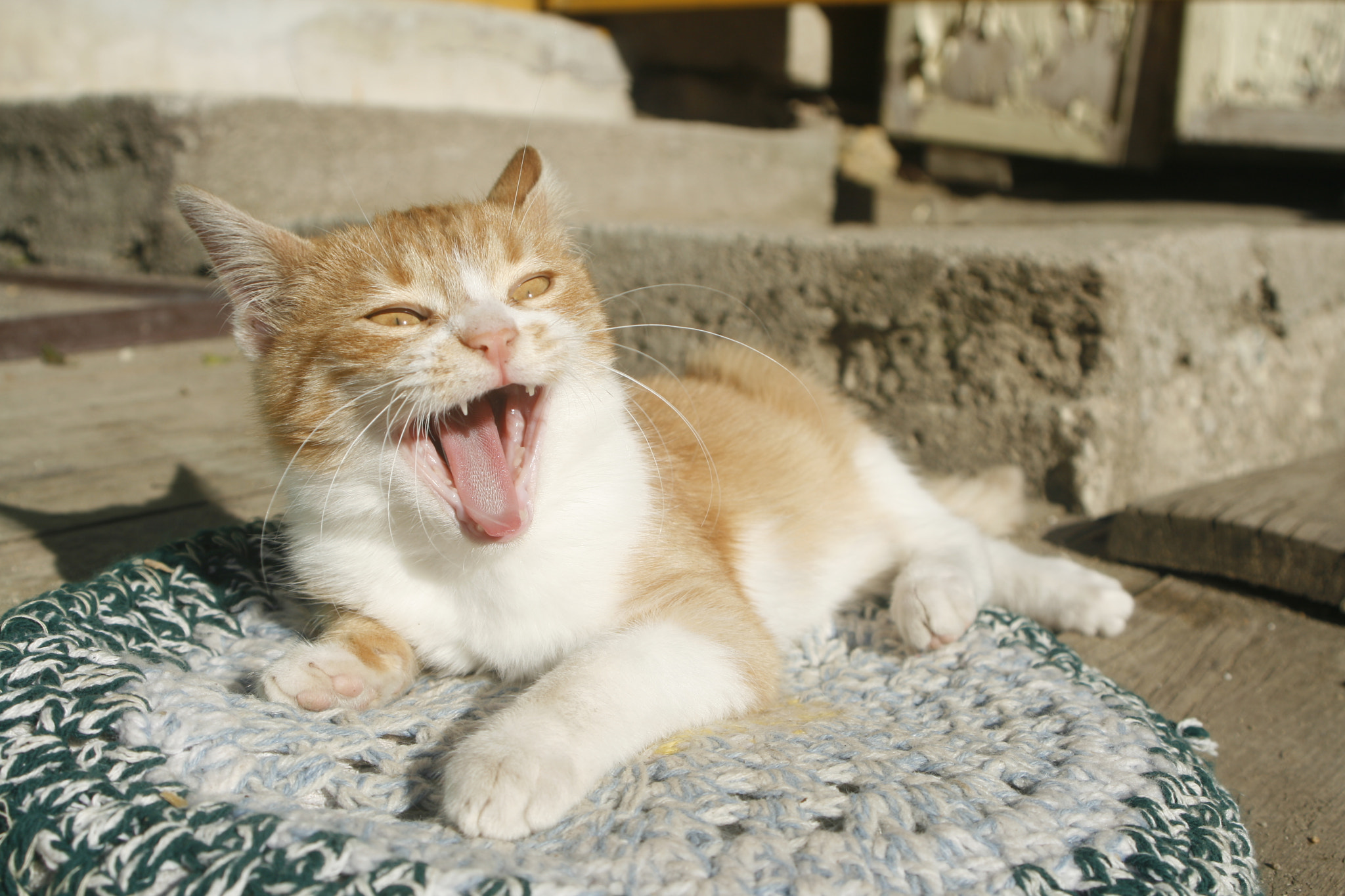 Canon EF 28-80mm f/3.5-5.6 USM sample photo. Yaaawn photography