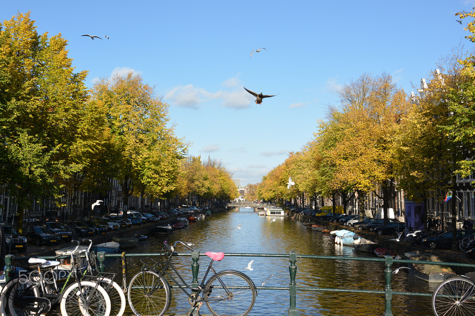 Nikon D5200 + Nikon AF-S Nikkor 28mm F1.8G sample photo. Duck on the canals of amsterdam photography