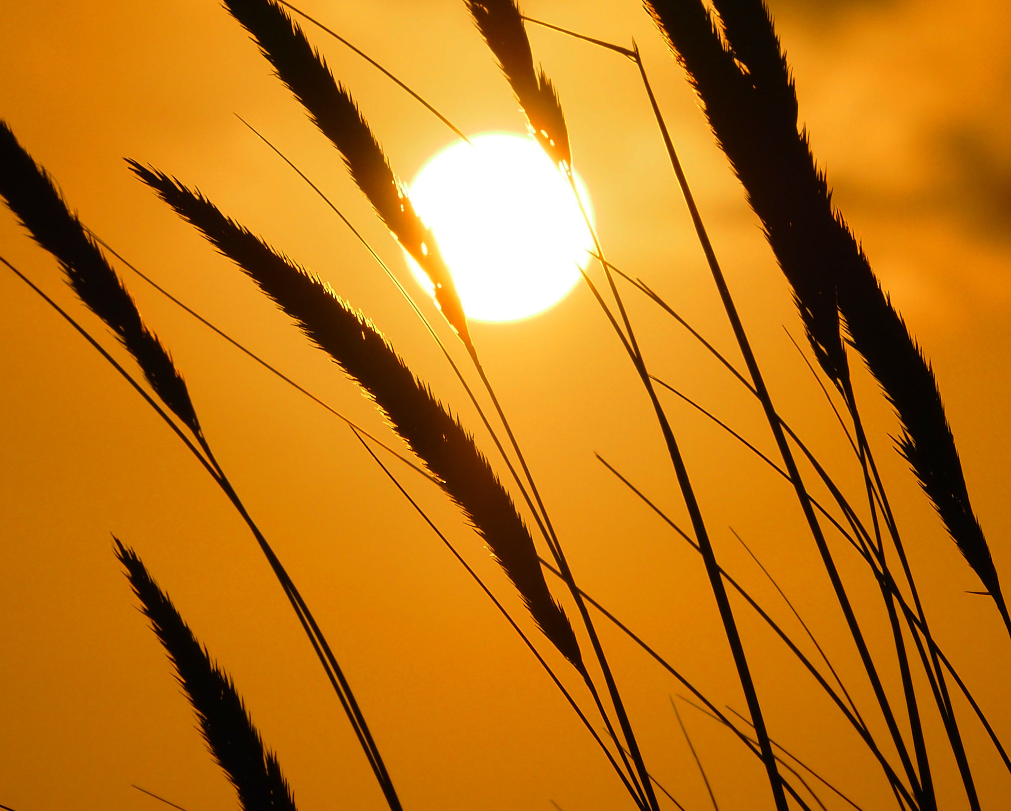 Olympus OM-D E-M5 II sample photo