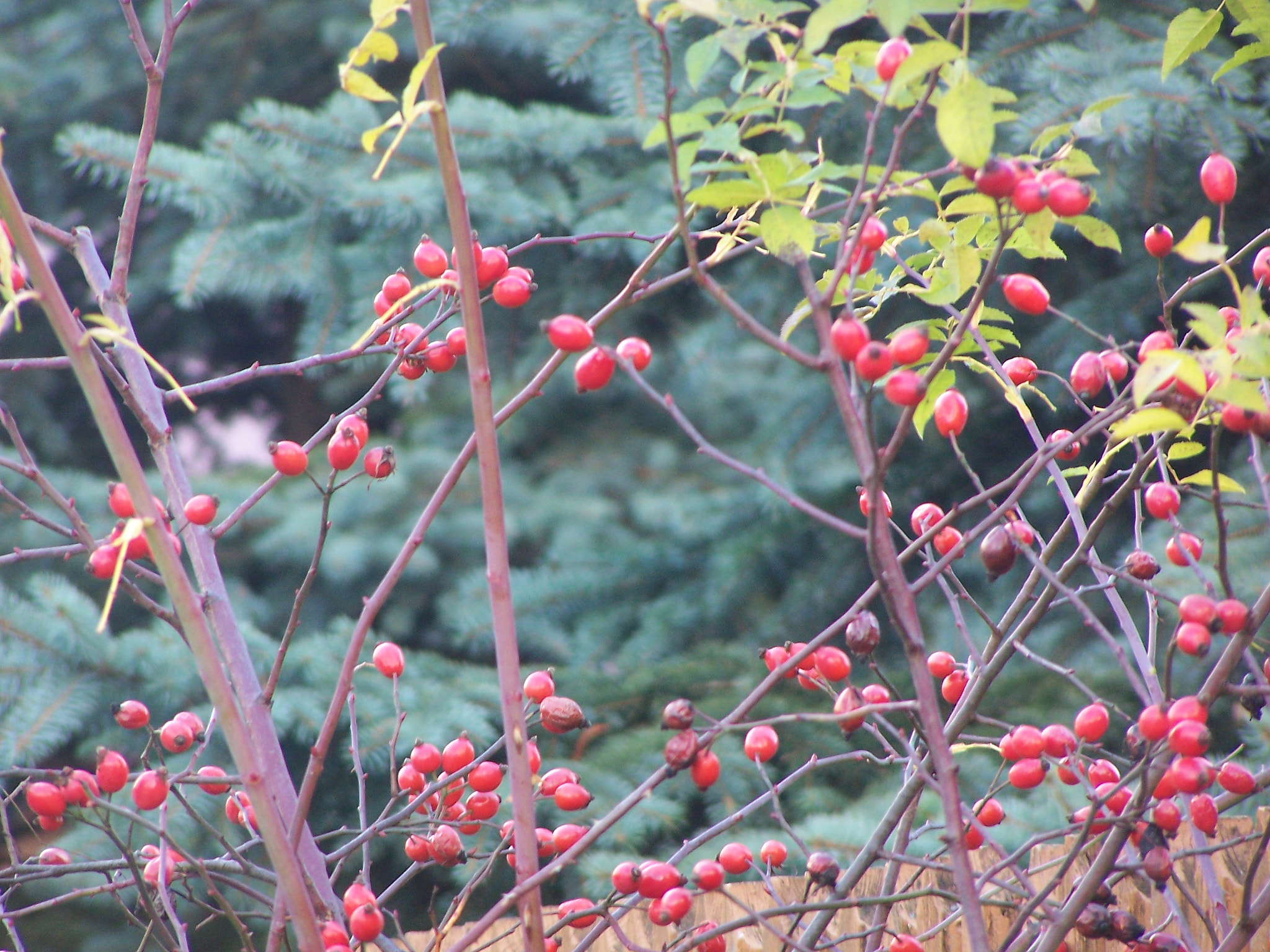 Kodak DX7590 ZOOM DIGITAL CAMERA sample photo. Autumn fruits photography