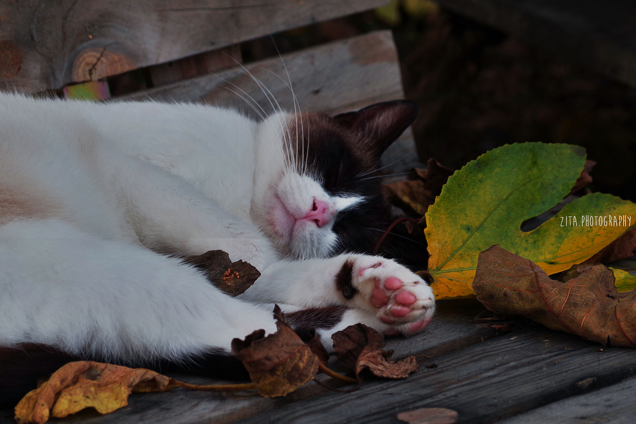 smc Pentax-DA L 50-200mm F4-5.6 ED WR sample photo. Sleeping* photography