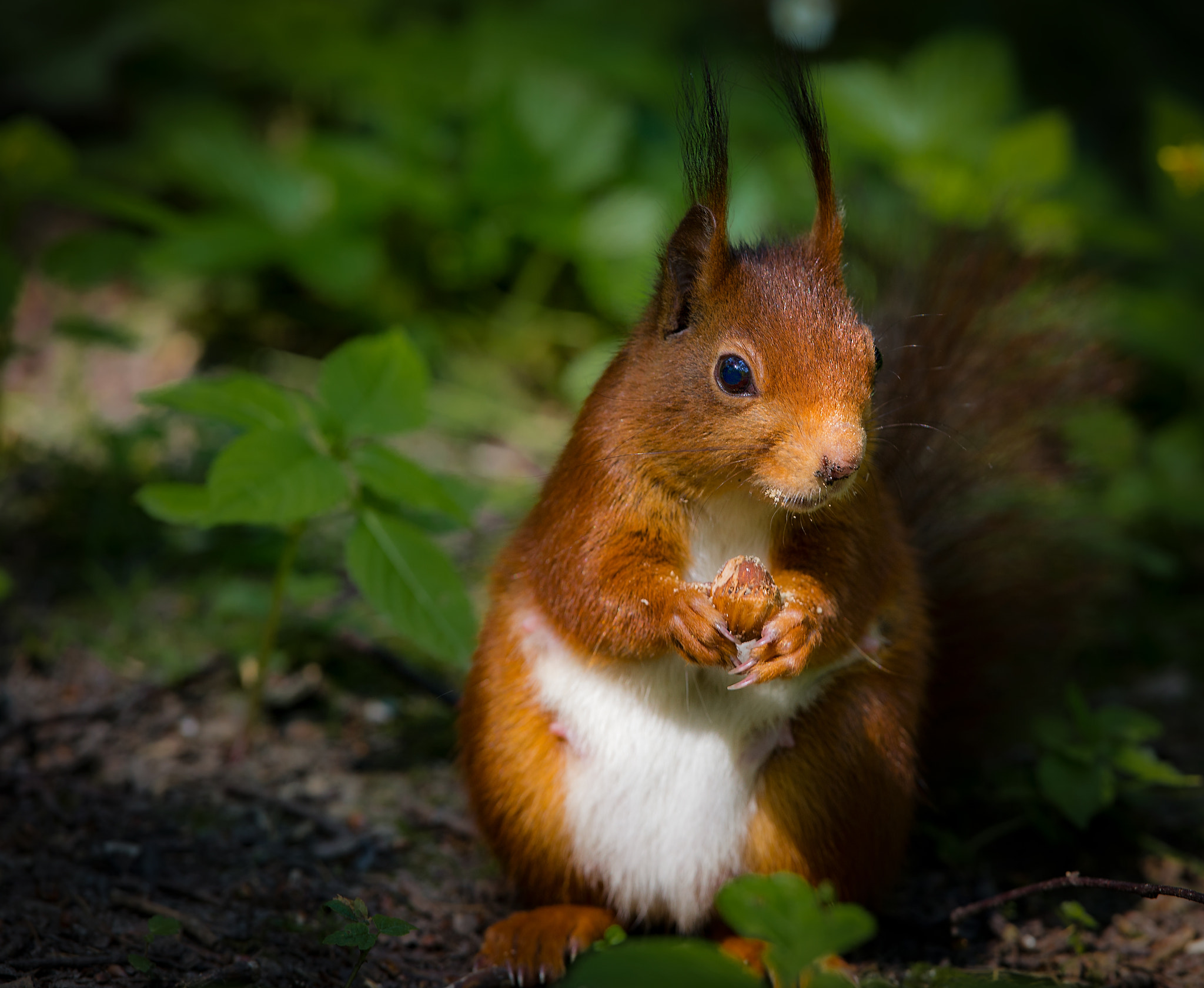 Canon EOS-1D X + Canon EF 300mm F2.8L IS II USM sample photo. One more... photography