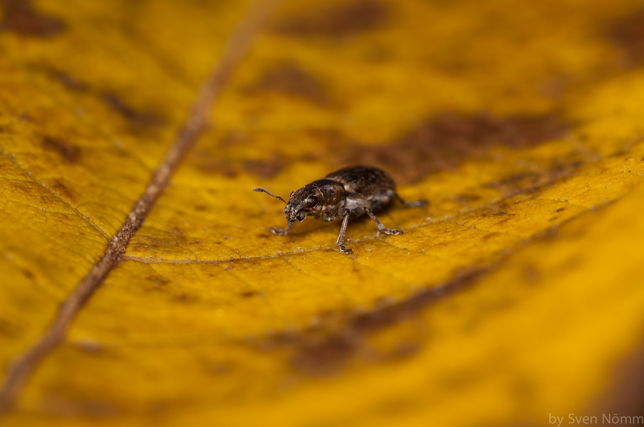 Nikon D90 + Sigma 150mm F2.8 EX DG Macro HSM sample photo. Weevil photography