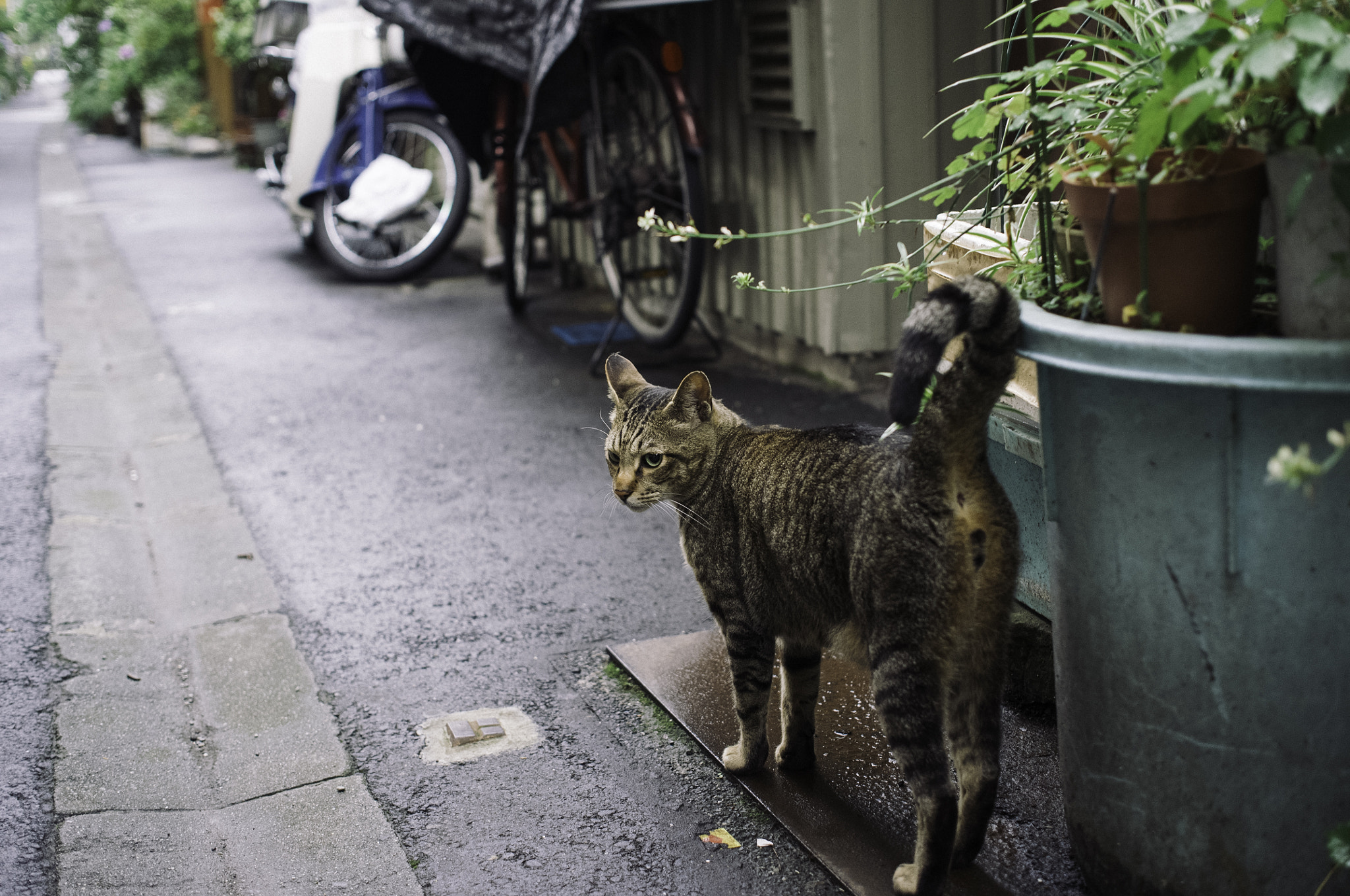 Ricoh GXR A12 sample photo. Cat, tokyo photography