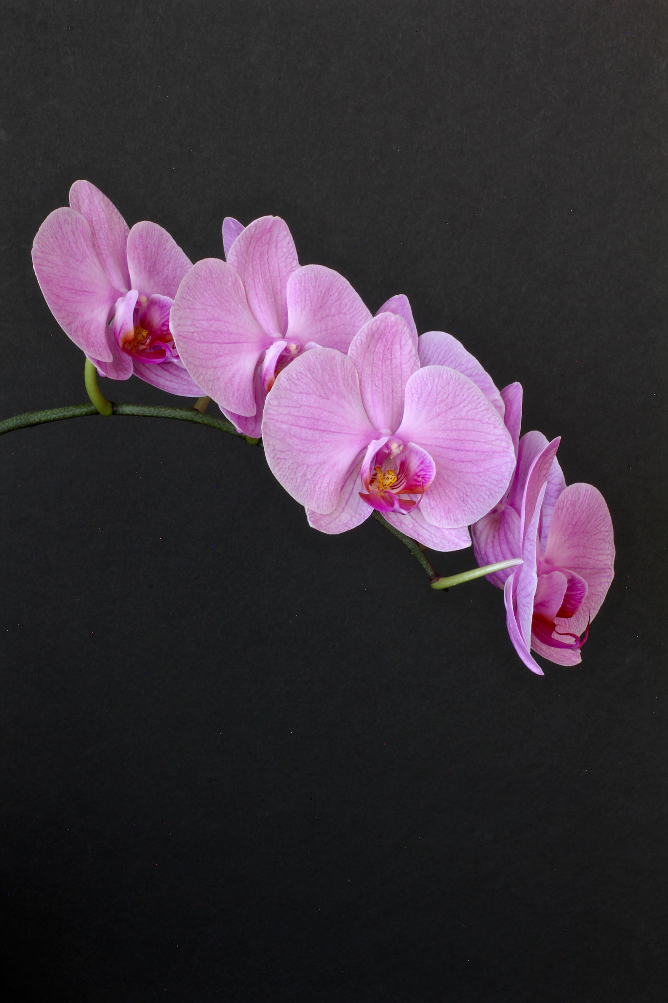 Canon EOS 60D + Canon EF 50mm F2.5 Macro sample photo. Phalenopsis in full bloom photography