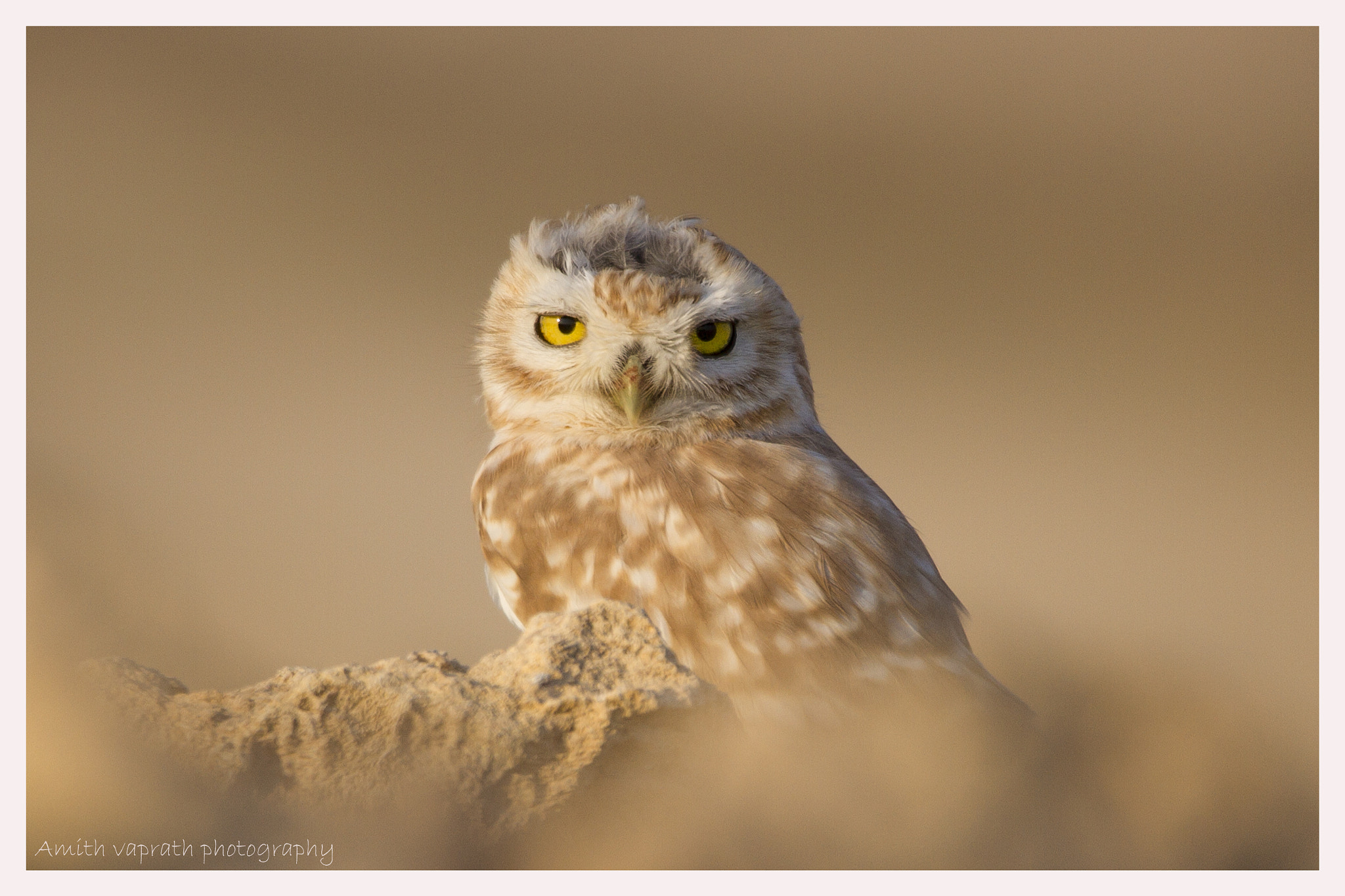 150-600mm F5-6.3 DG OS HSM | Sports 014 sample photo. Desert owl@doha,qatar photography