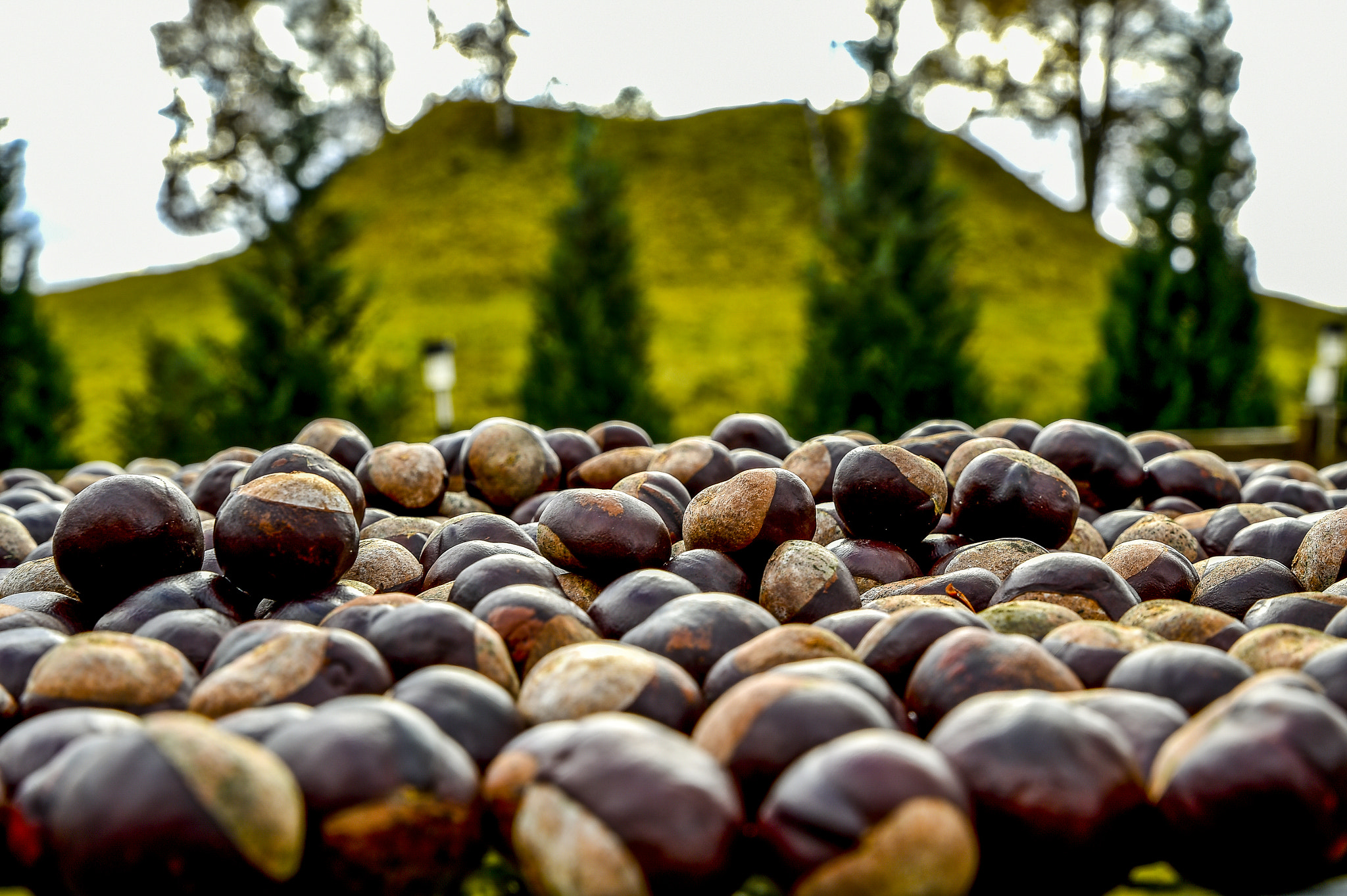 Nikon D4S sample photo. Autumn lithuania photography