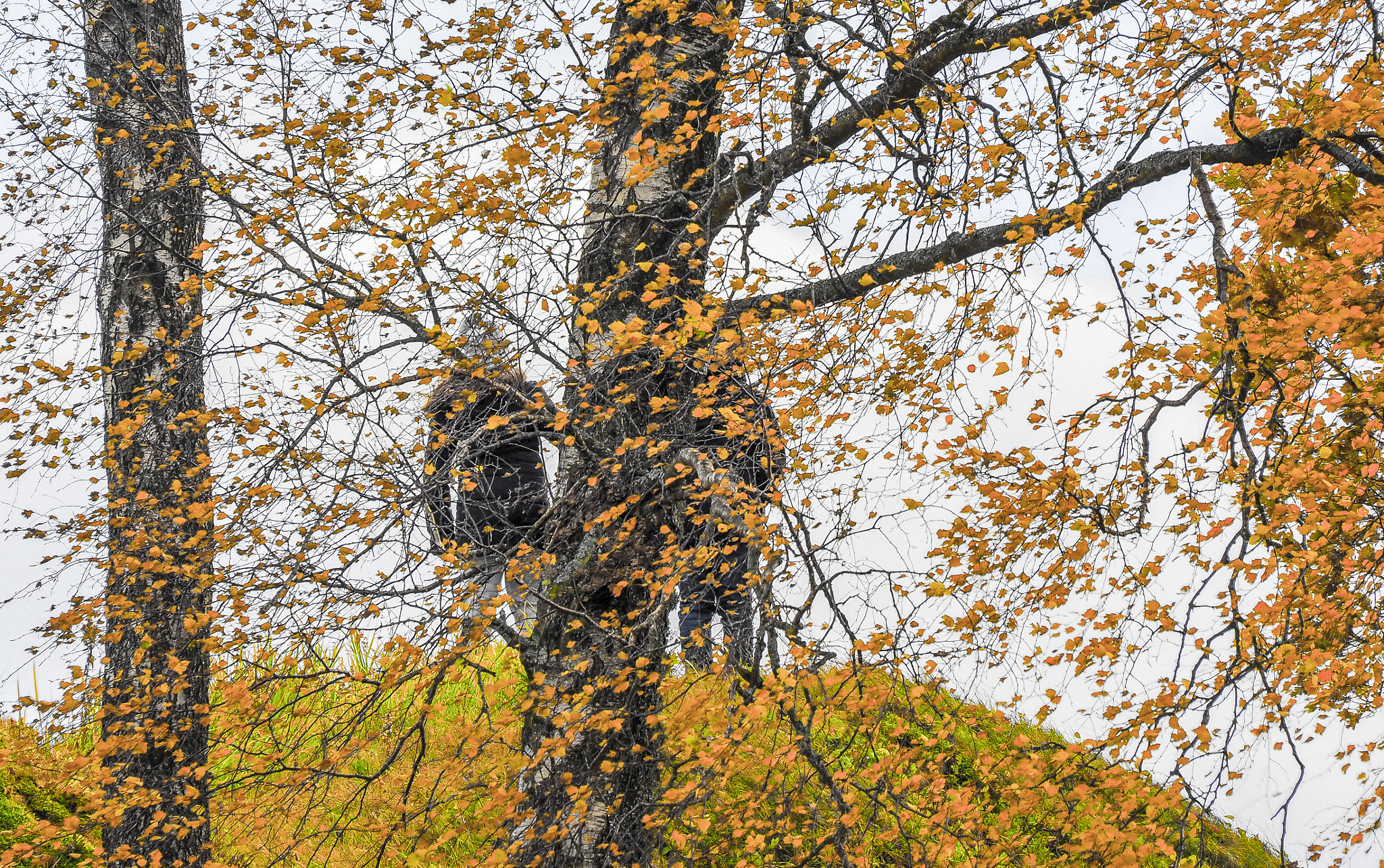 Olympus Zuiko Digital ED 70-300mm F4.0-5.6 sample photo. Autumn lithuania photography