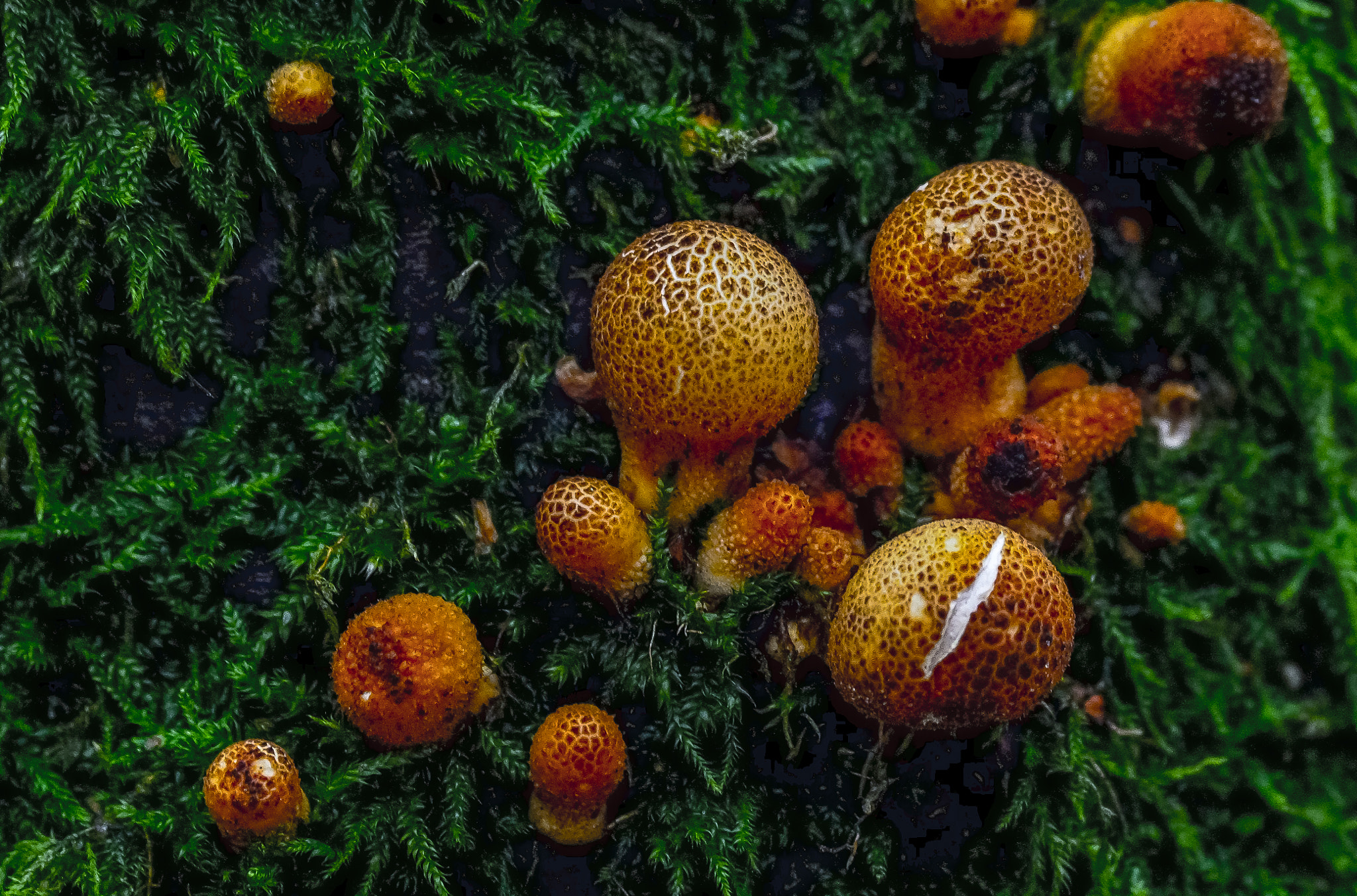 Olympus Zuiko Digital ED 70-300mm F4.0-5.6 sample photo. Autumn lithuania photography