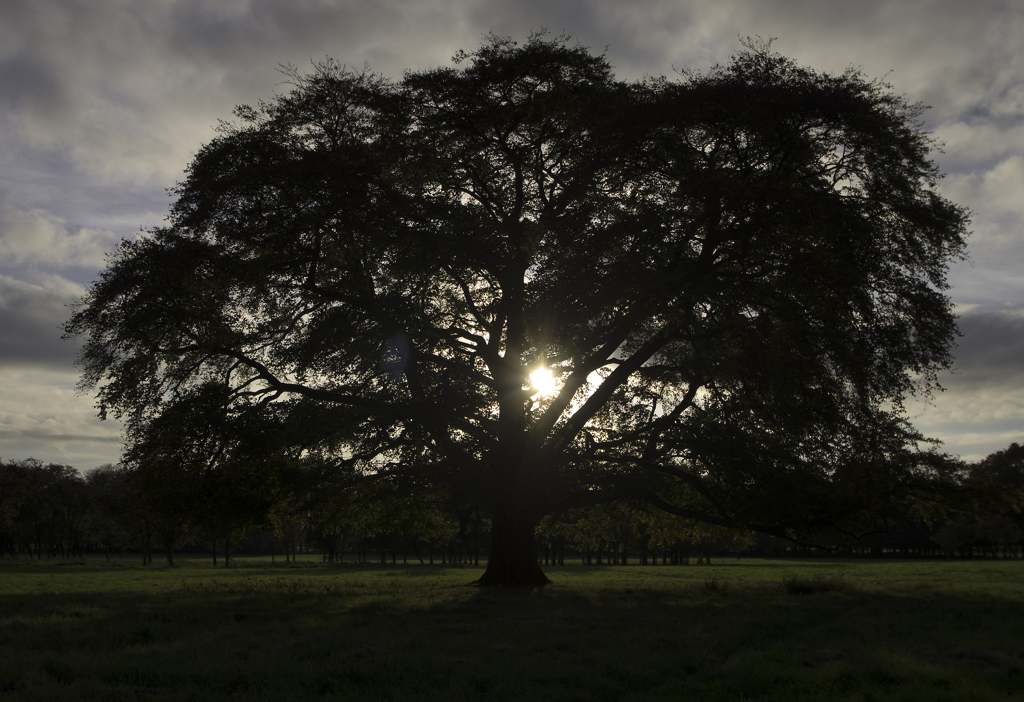 Pentax K-5 sample photo. Phoenix tree photography