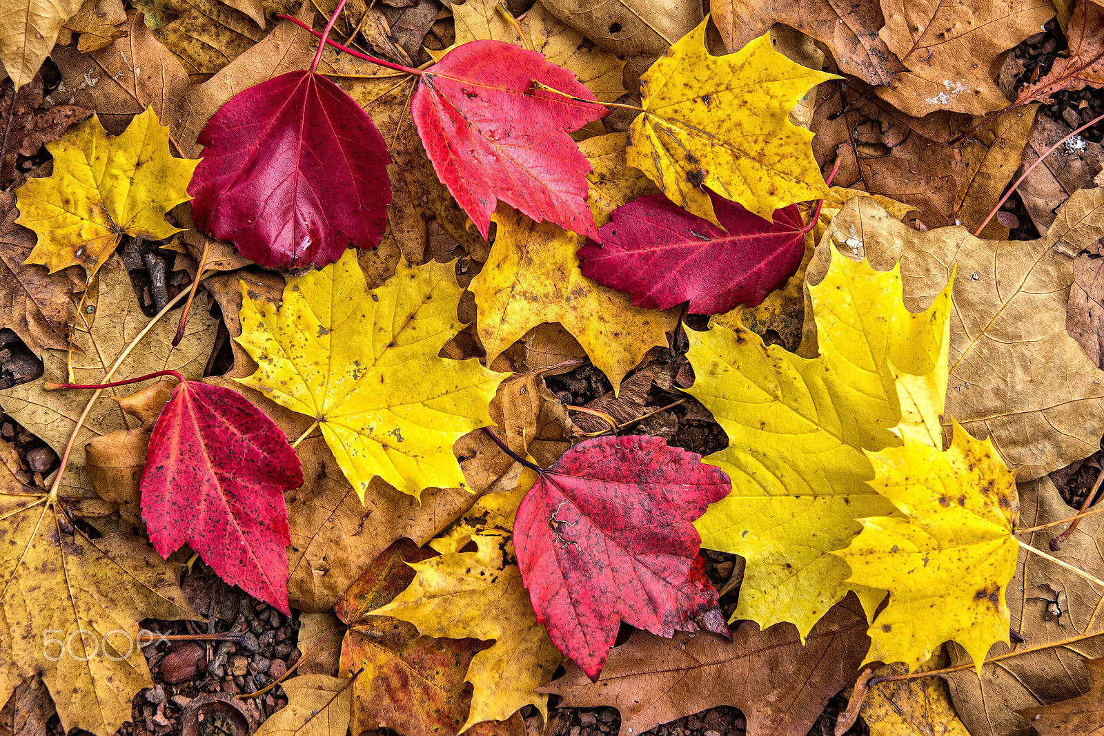 Sigma 17-70mm F2.8-4 DC Macro OS HSM sample photo. Herbstfarben photography