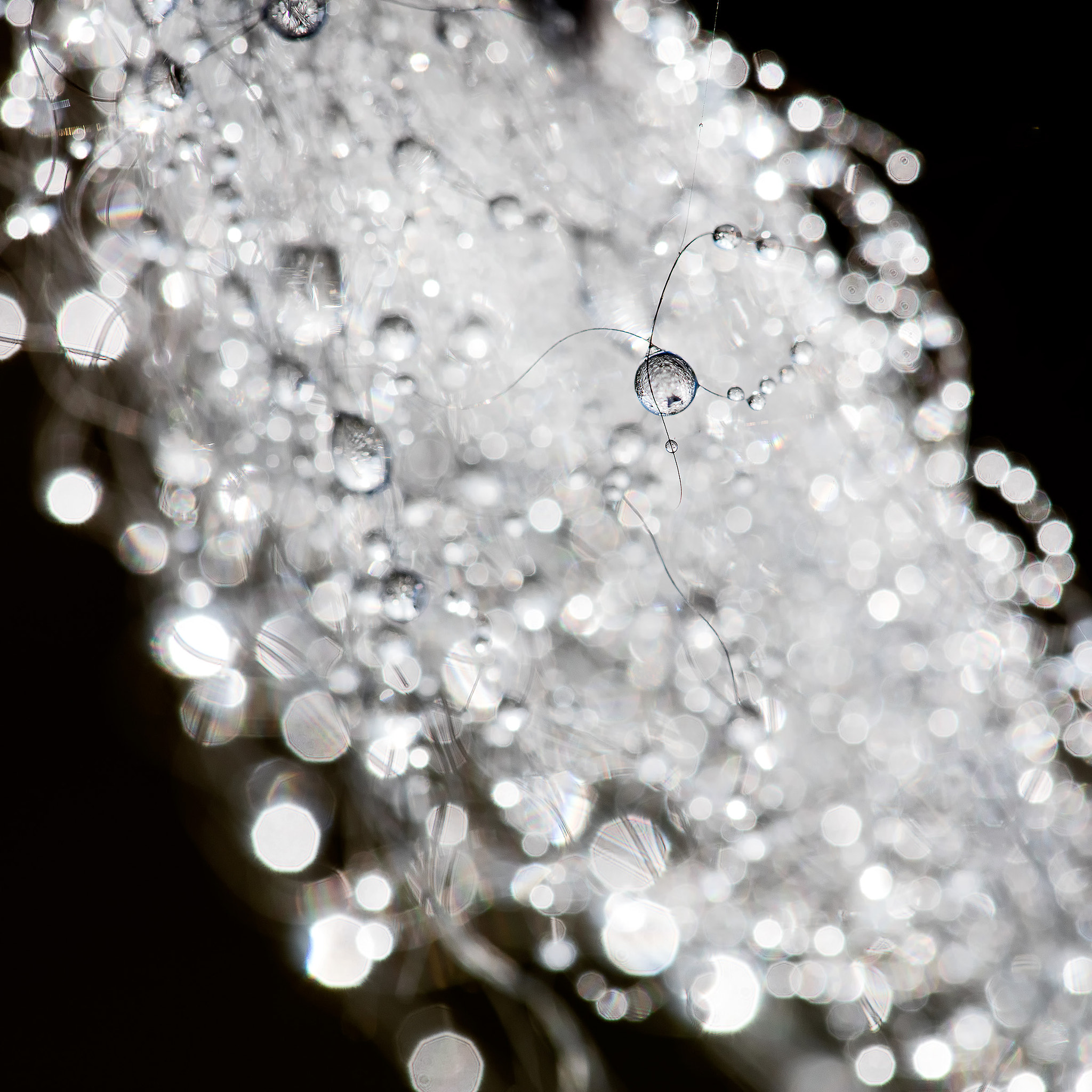 Sigma APO Macro 150mm f/2.8 EX DG HSM sample photo. Captive photography