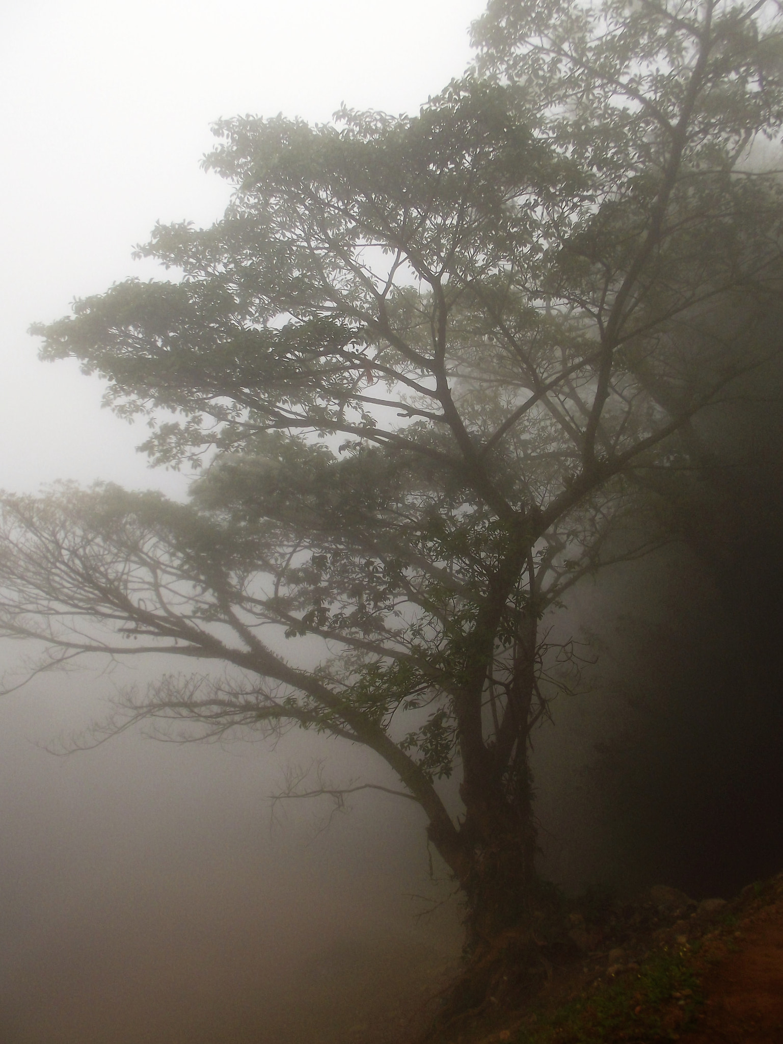 Fujifilm FinePix S2850HD sample photo. A tree and the fog photography