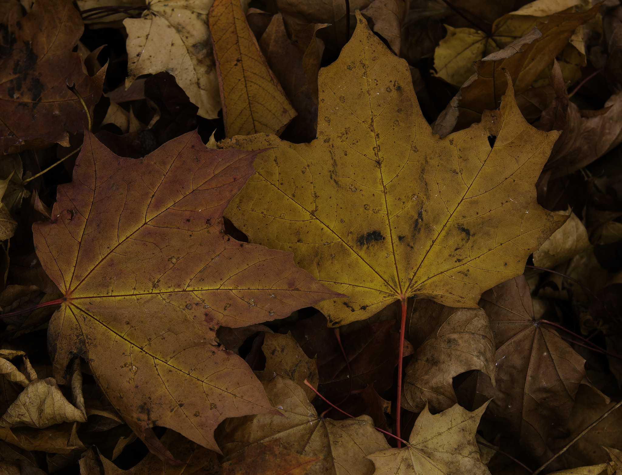 Pentax K-5 sample photo. Red leaves photography