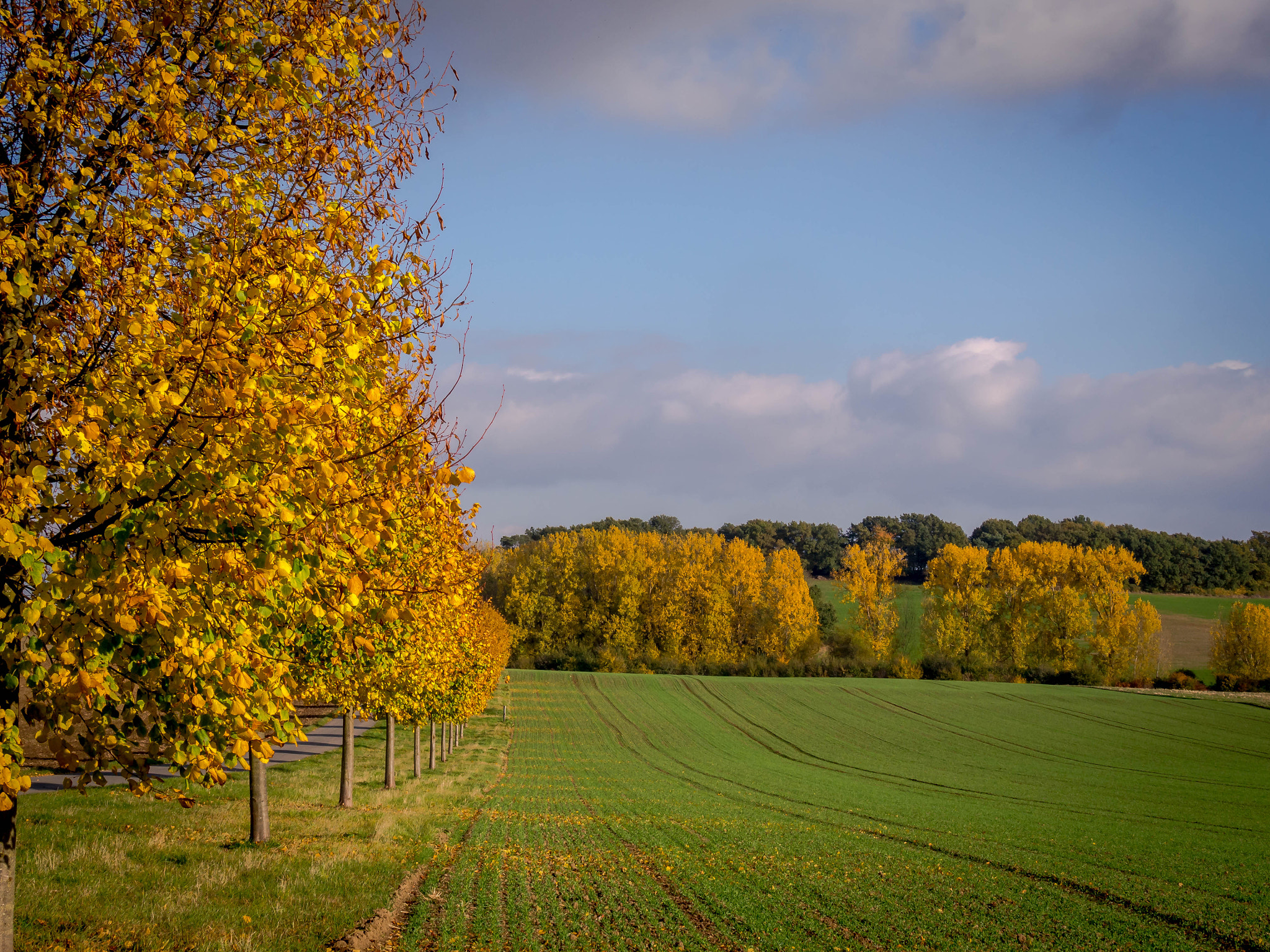 Olympus OM-D E-M5 + Panasonic Lumix G X Vario 35-100mm F2.8 OIS sample photo. Golden october. photography