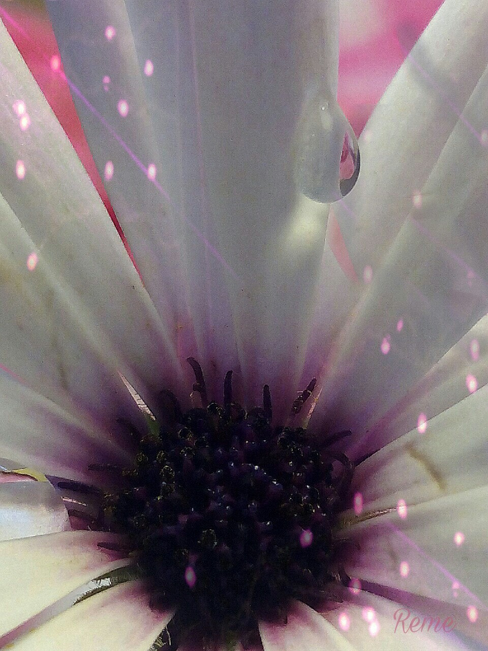 bq Aquaris E5 HD sample photo. Flor photography