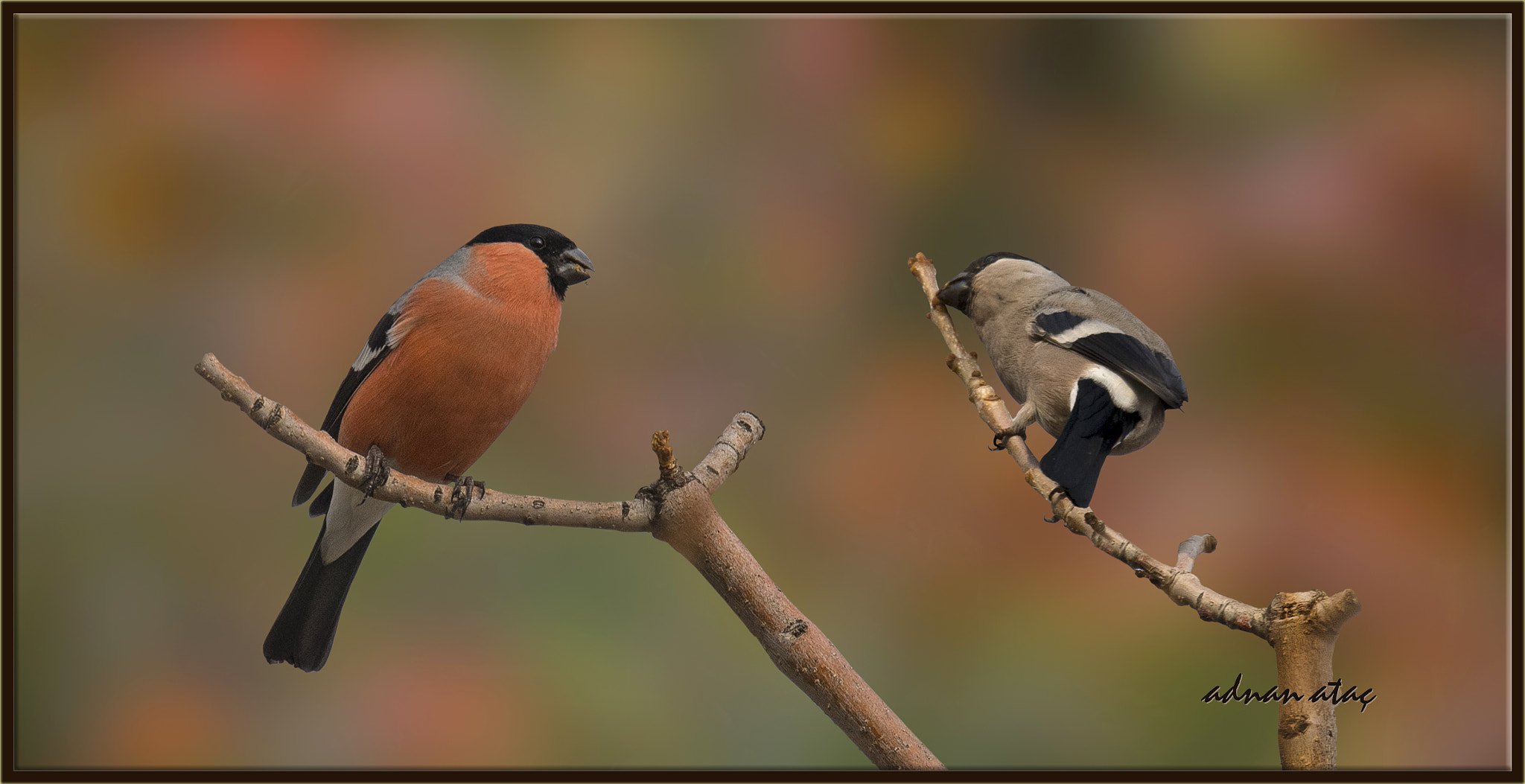 Sigma 150-600mm F5-6.3 DG OS HSM | S sample photo. Şakrak - eurasian bullfinch - pyrrhula pyrrhula photography