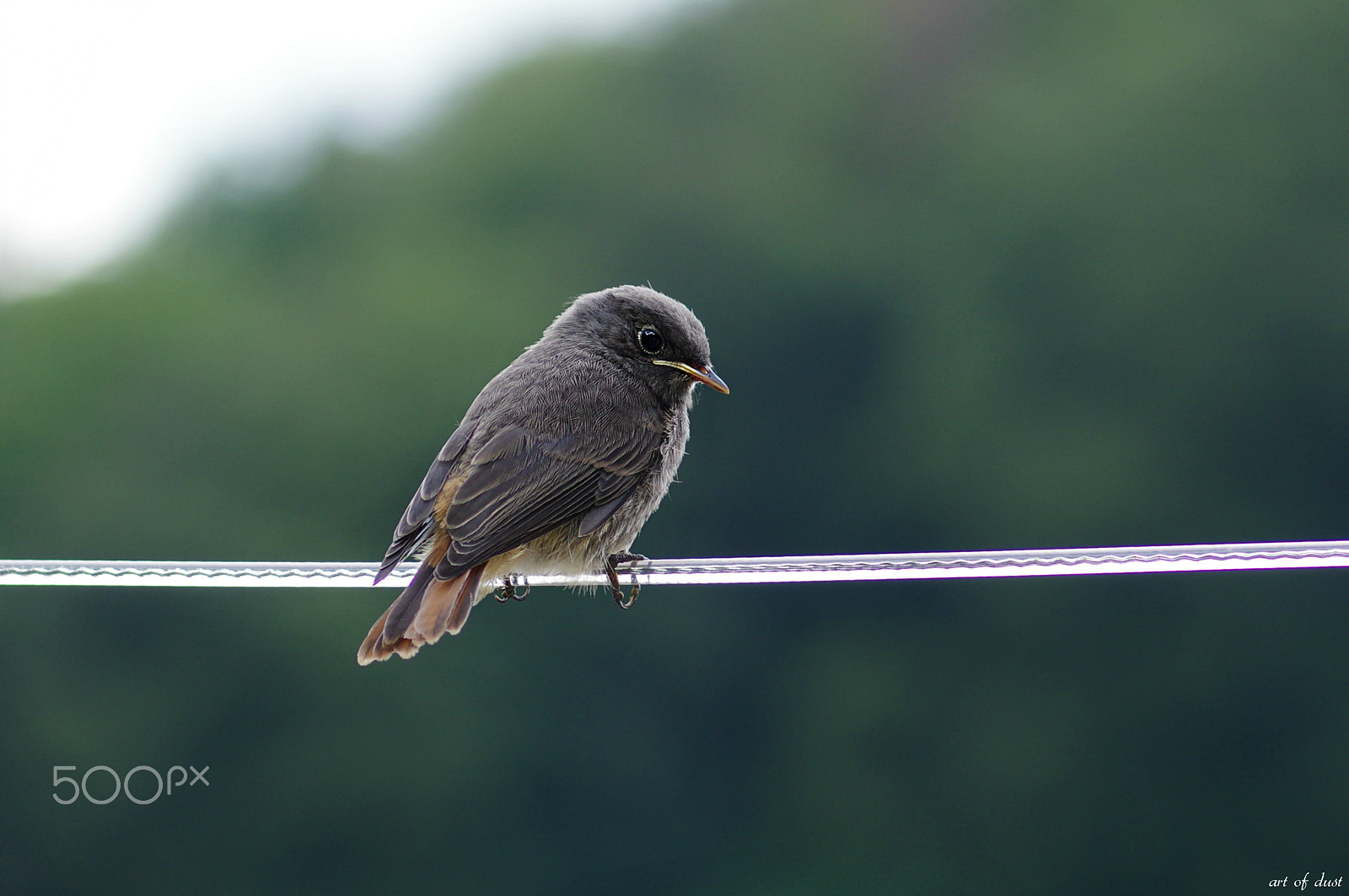 Pentax smc D-FA 100mm F2.8 macro sample photo. Frei wie ein vogel...free like a bird photography