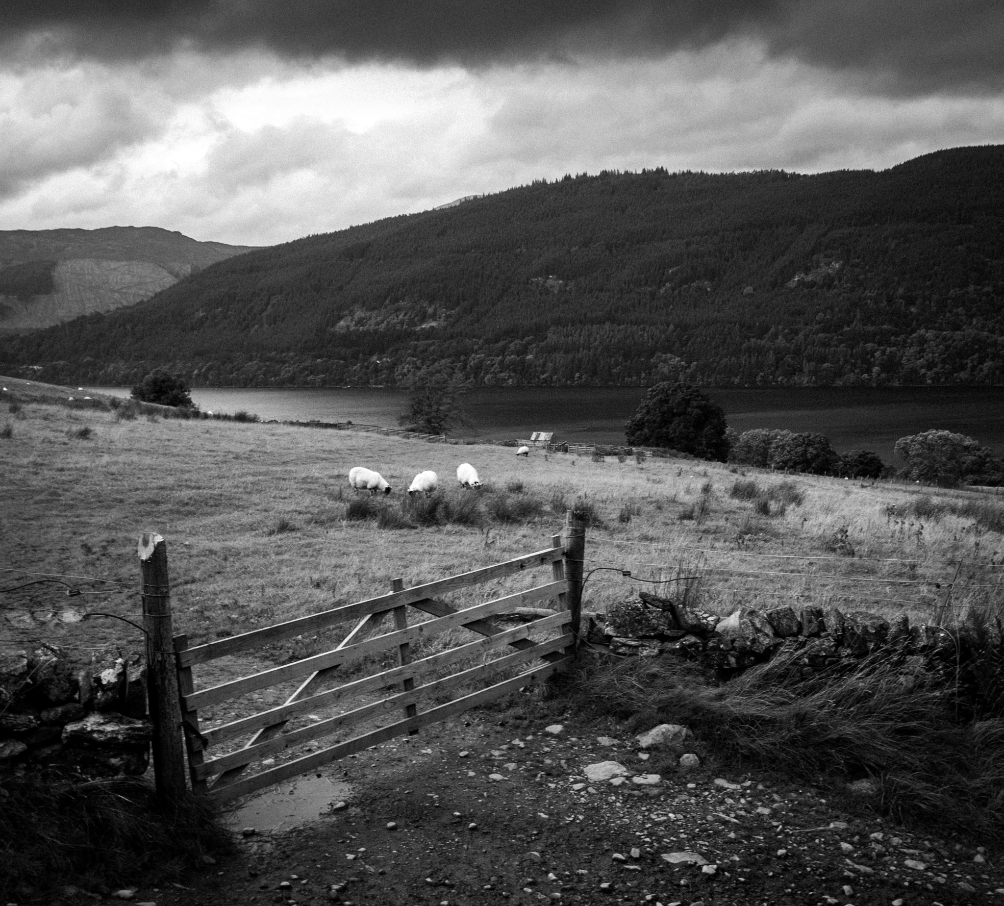 Tamron SP AF 17-50mm F2.8 XR Di II LD Aspherical (IF) sample photo. Drummond hill, tay forest park photography