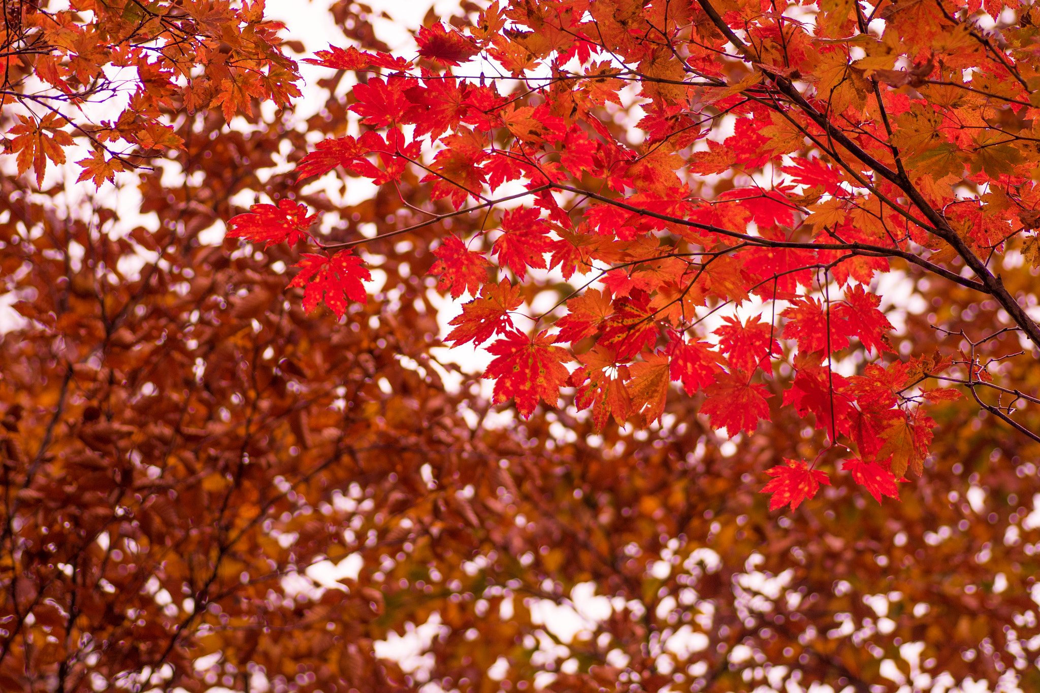 Tamron SP AF 90mm F2.8 Di Macro sample photo. Imgp1392.dng photography