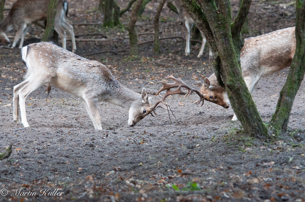 Sigma 150-500mm F5-6.3 DG OS HSM sample photo. Last fight ?? photography