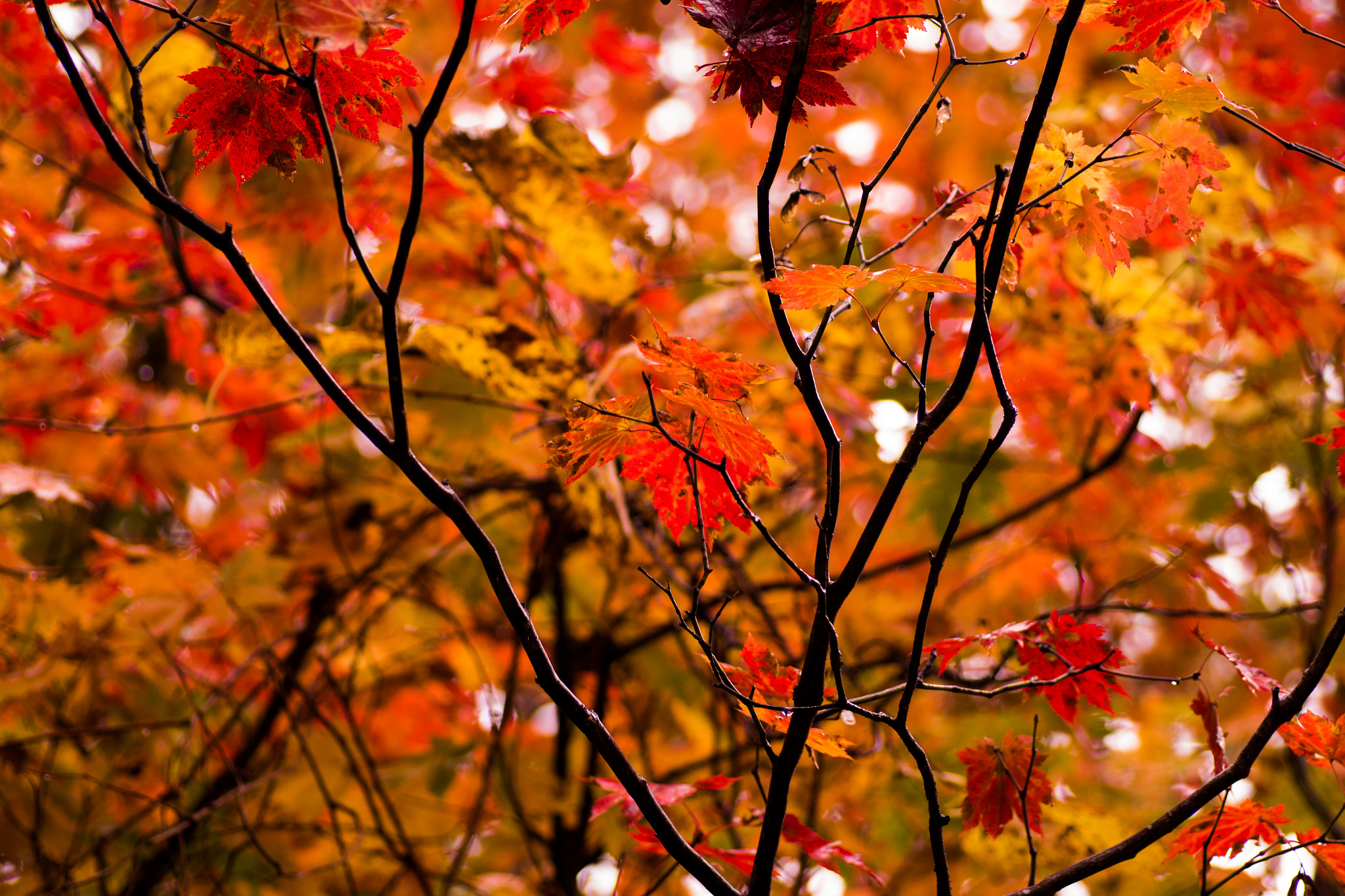 Tamron SP AF 90mm F2.8 Di Macro sample photo. Imgp1418.dng photography