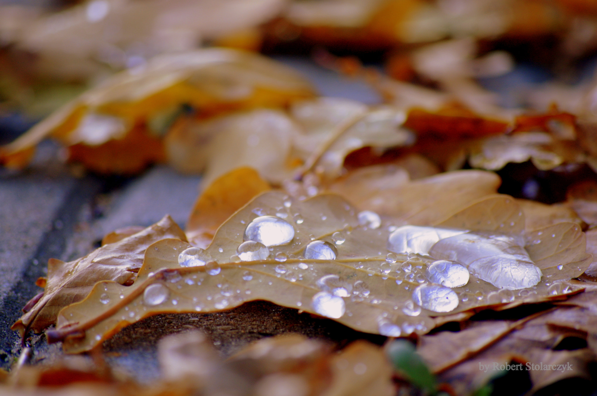 Pentax K-x sample photo. Autumn jewelry photography