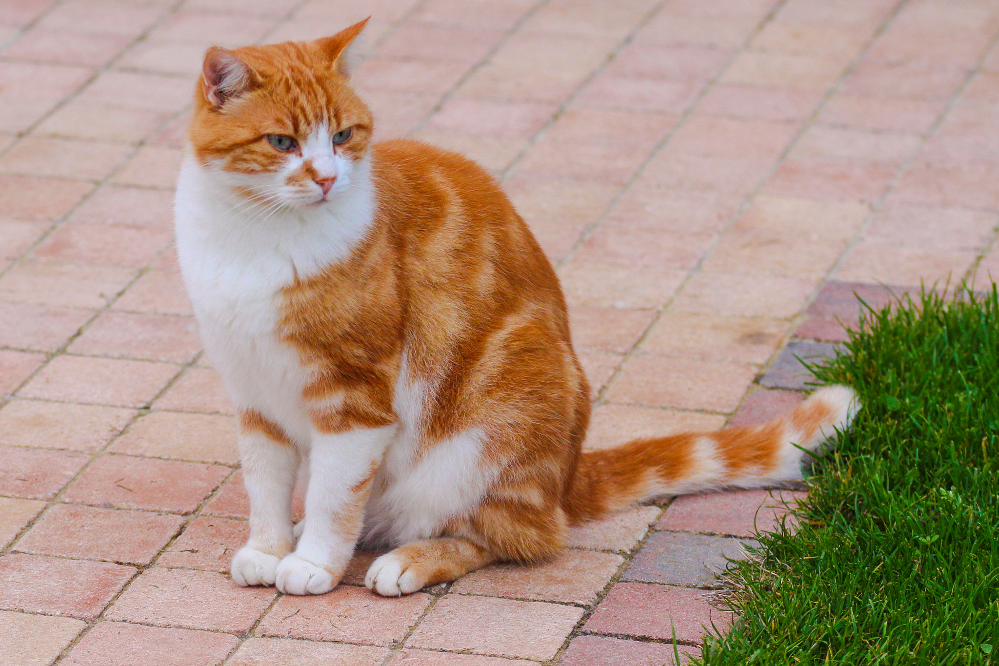 Sigma 105mm F2.8 EX DG OS HSM sample photo. The cat caramel ... photography