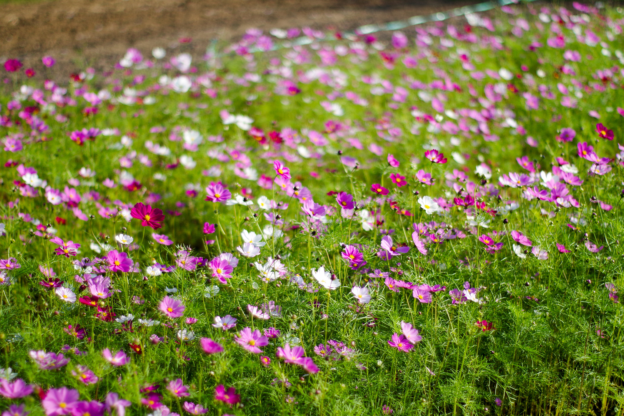 A Series Lens sample photo. Imgp1661.jpg photography