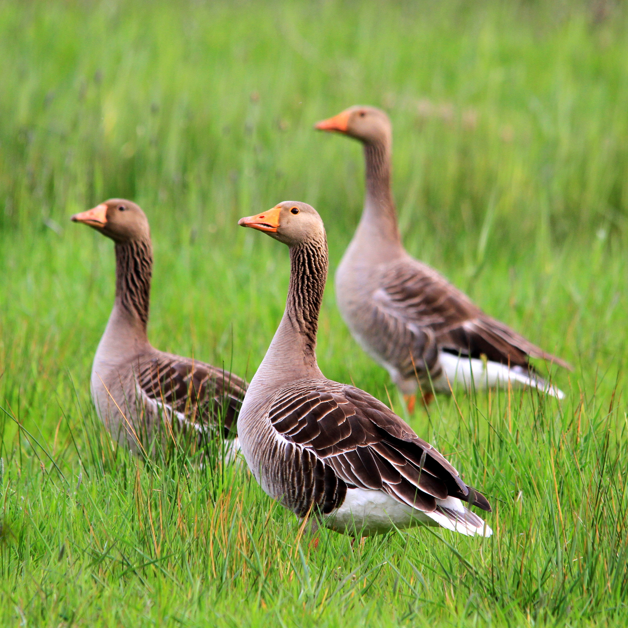 Sigma 150-500mm F5-6.3 DG OS HSM sample photo. Geese depth of field photography