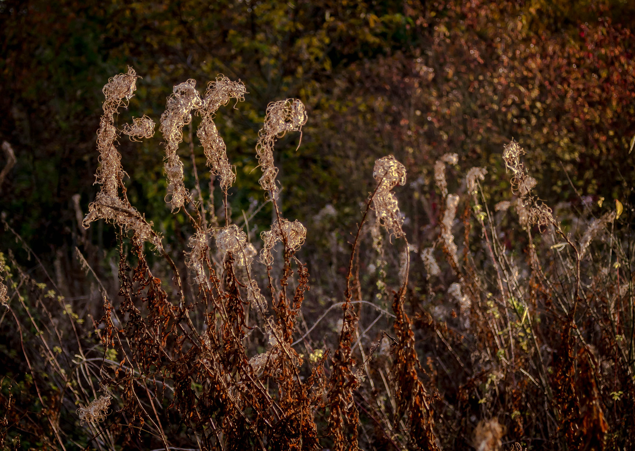 Olympus OM-D E-M5 + Panasonic Lumix G X Vario 35-100mm F2.8 OIS sample photo. Seeds photography