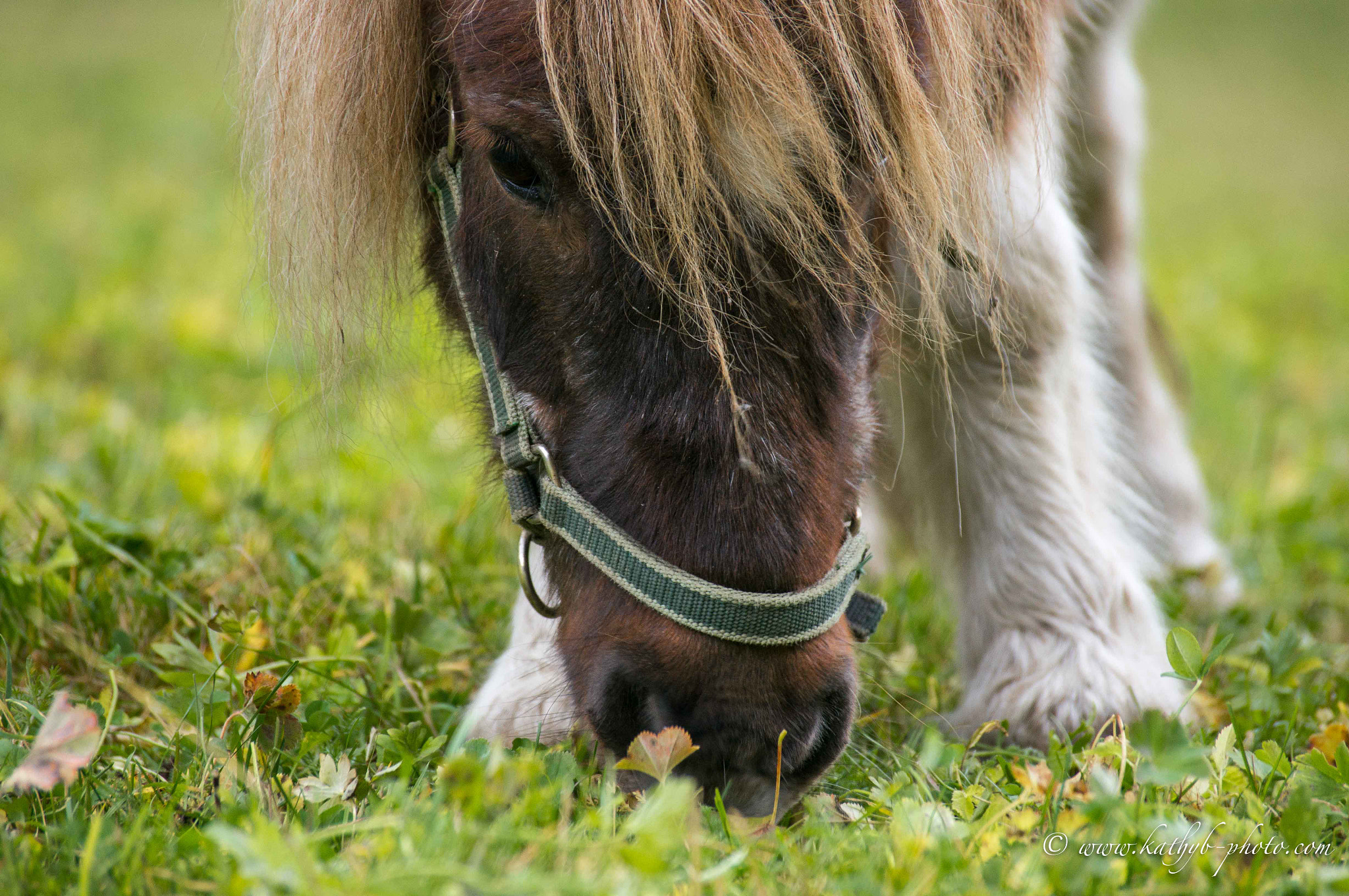 Sony SLT-A55 (SLT-A55V) sample photo. Cute pony photography