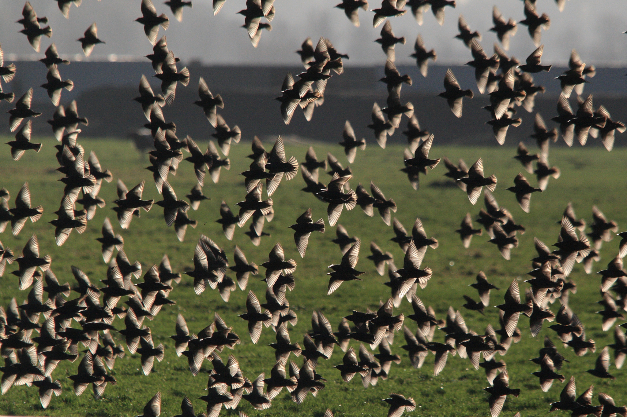Sigma 150-500mm F5-6.3 DG OS HSM sample photo. Starling photography