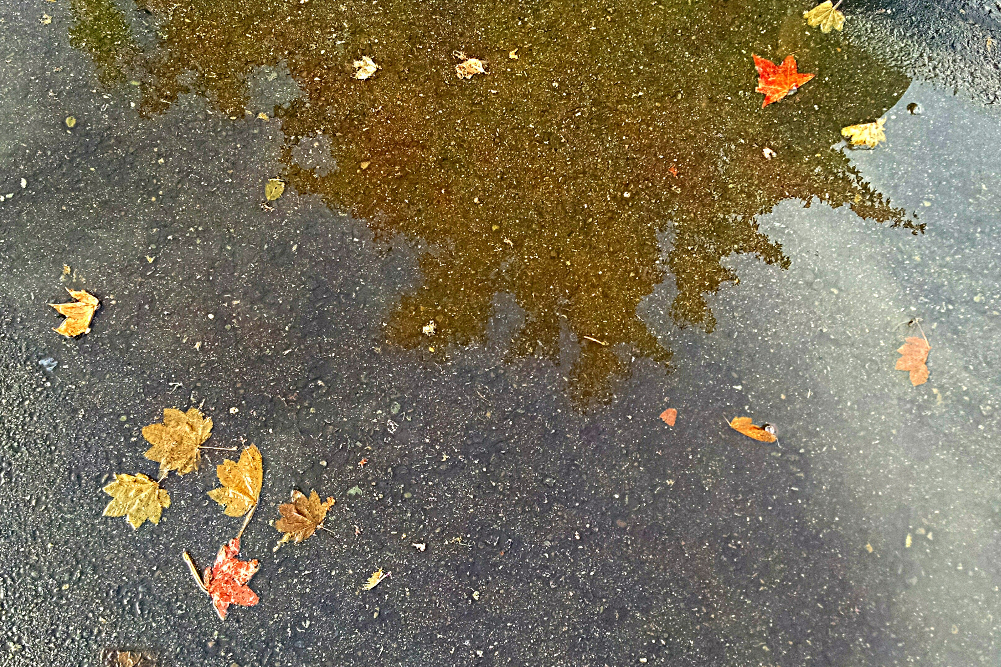 Motorola Droid Mini sample photo. Autumn reflection photography