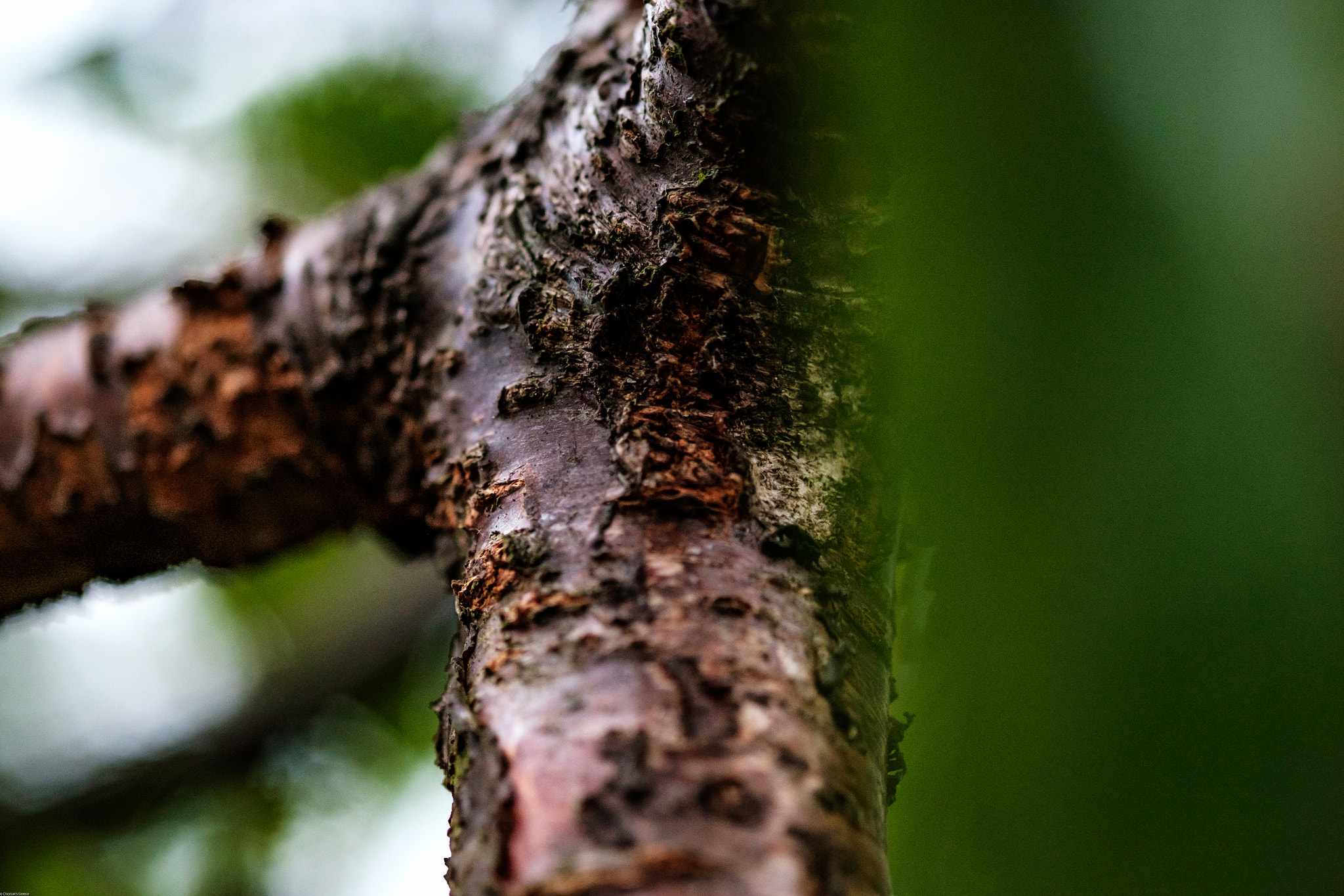 Fujifilm X-T10 + Fujifilm XF 60mm F2.4 R Macro sample photo. Bark photography