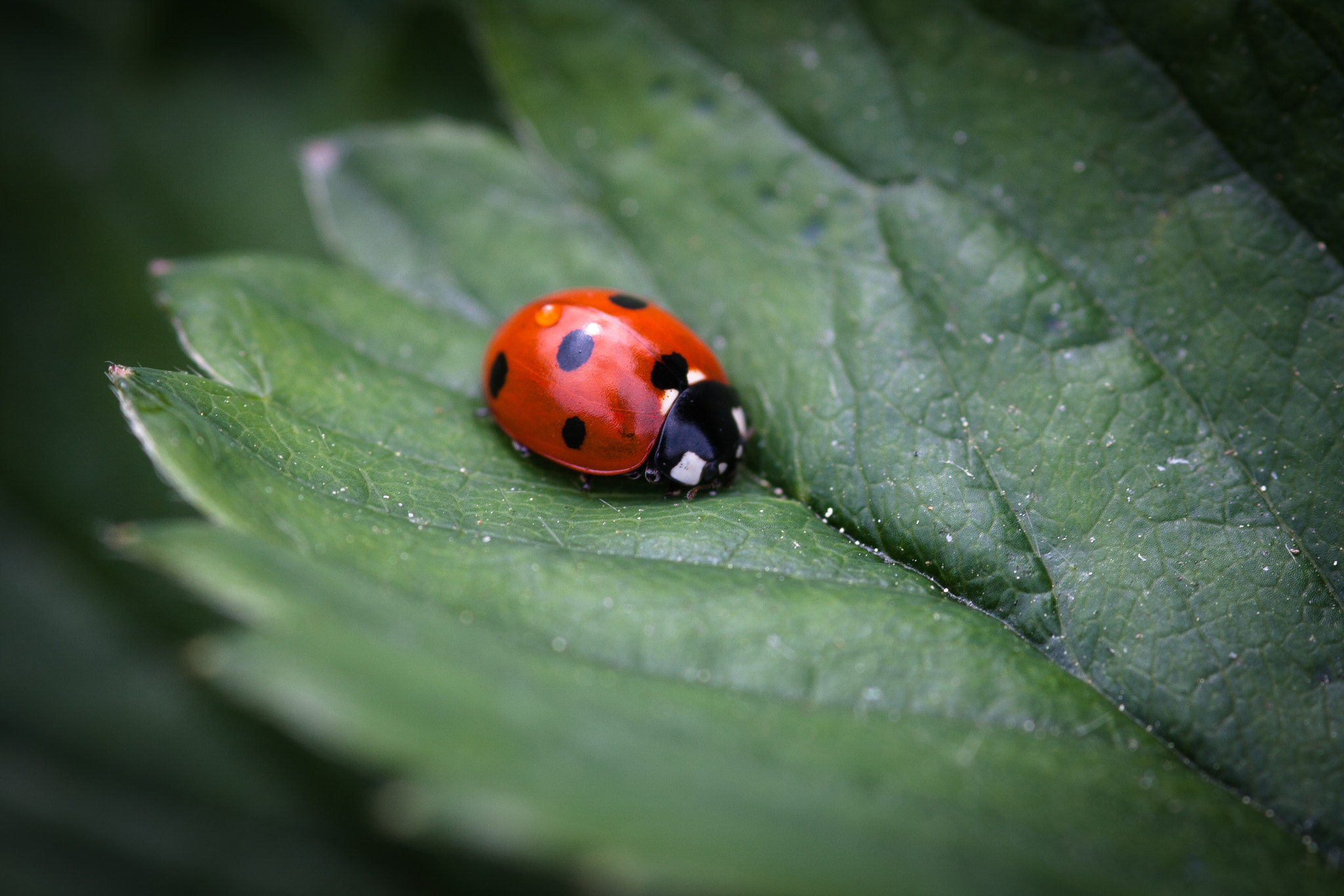 Canon EOS 40D + Sigma 105mm F2.8 EX DG Macro sample photo. Ladybird img photography