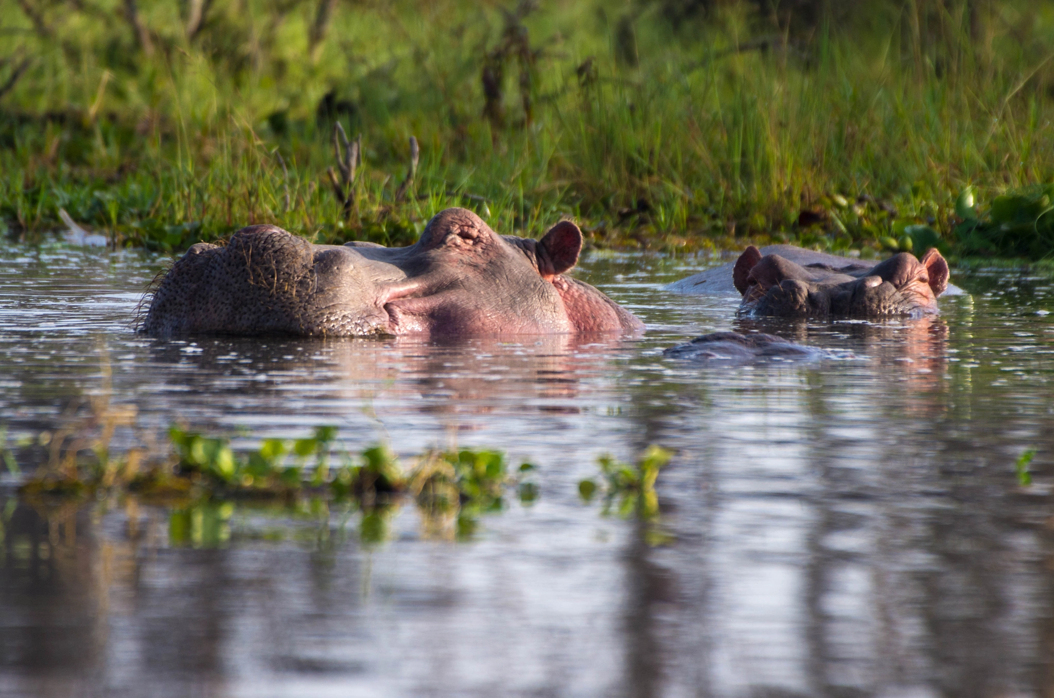 Pentax K-5 IIs sample photo. Hippopotamus photography