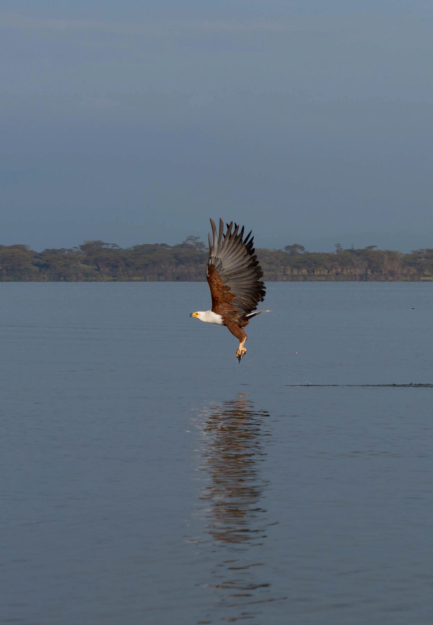 Pentax K-5 IIs + Sigma 50-500mm F4.5-6.3 DG OS HSM sample photo. Haliaeetus vocifer 2 photography