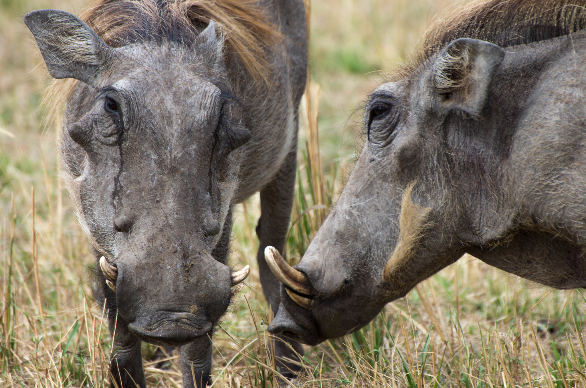 Pentax K-5 IIs + Sigma 50-500mm F4.5-6.3 DG OS HSM sample photo. Phacochoerus photography