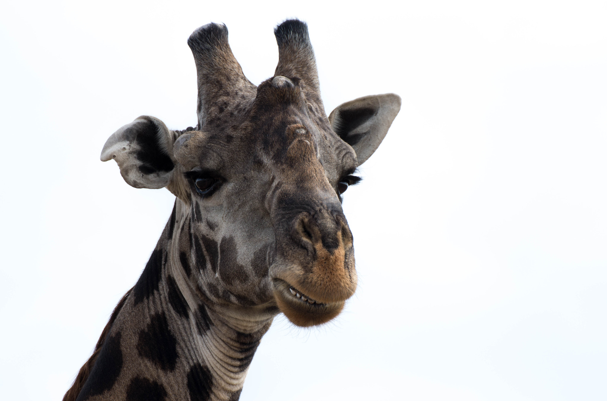 Sigma 50-500mm F4.5-6.3 DG OS HSM sample photo. Giraffe smile photography