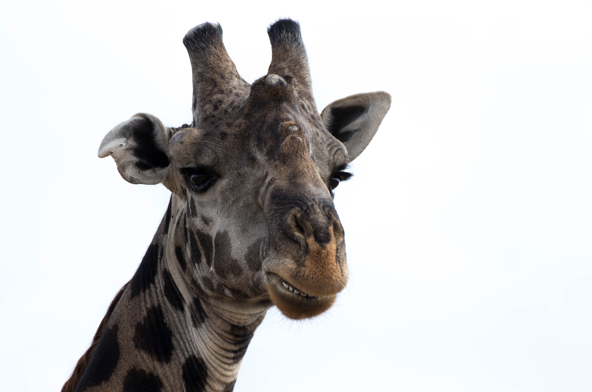 Pentax K-5 IIs + Sigma 50-500mm F4.5-6.3 DG OS HSM sample photo. Giraffe smile photography