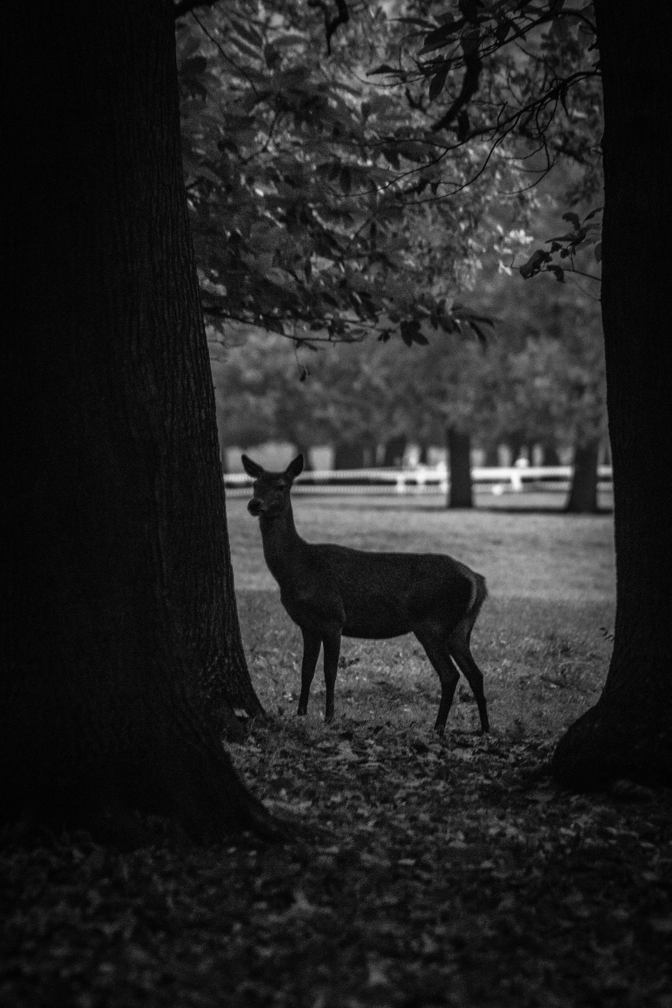 Canon EF 75-300mm f/4-5.6 USM sample photo. Deer me photography