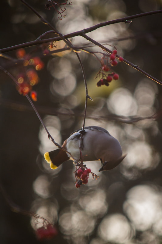 Sigma 70-200mm F2.8 EX DG OS HSM sample photo. The waxwang photography