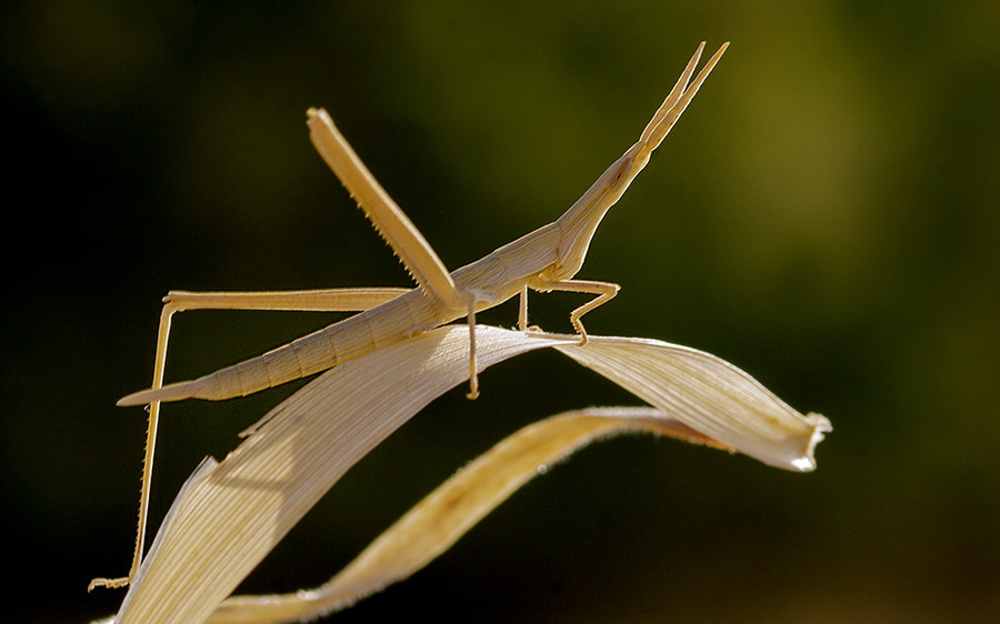 smc PENTAX-FA Macro 100mm F2.8 sample photo. Mantis photography